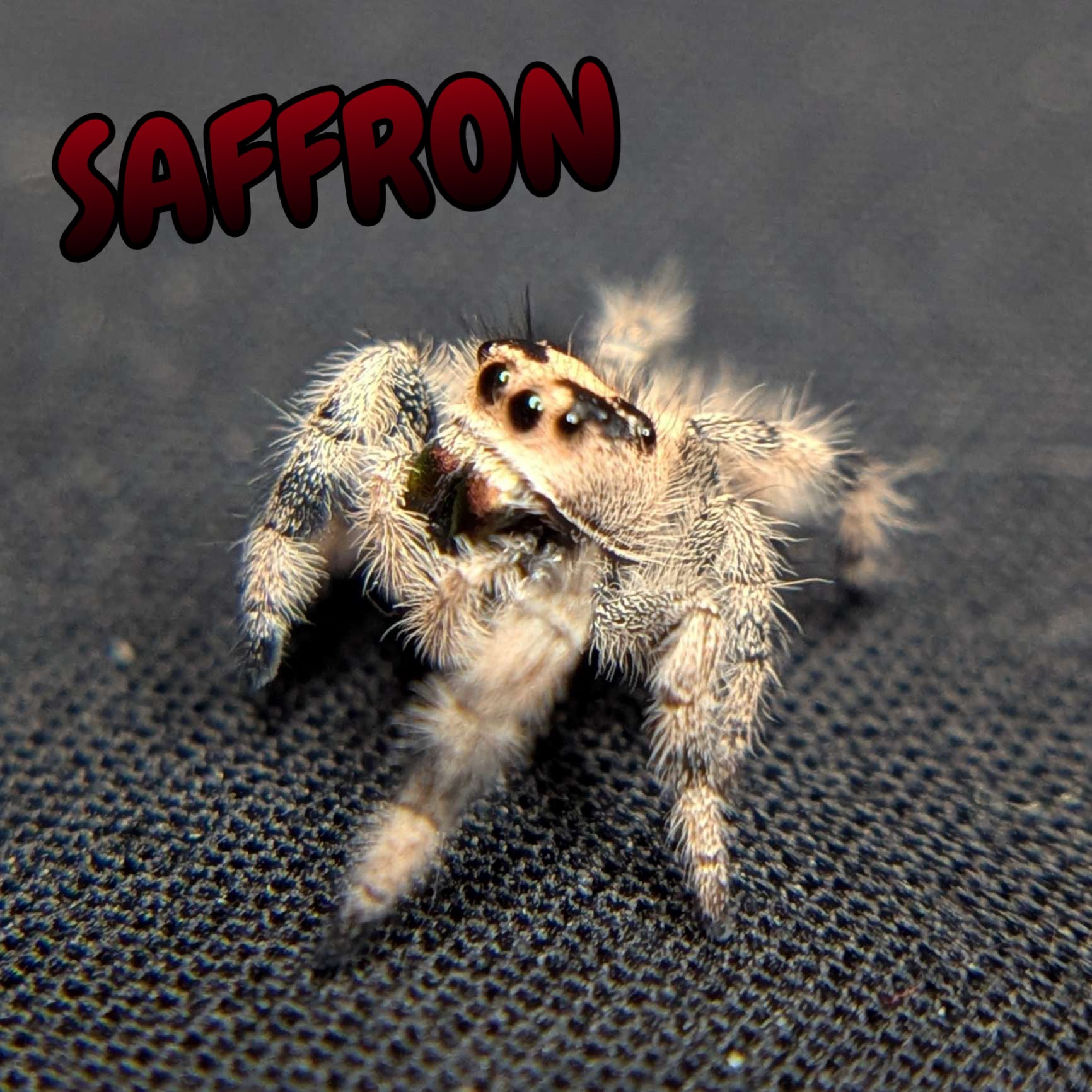 Regal Jumping Spider "Saffron"