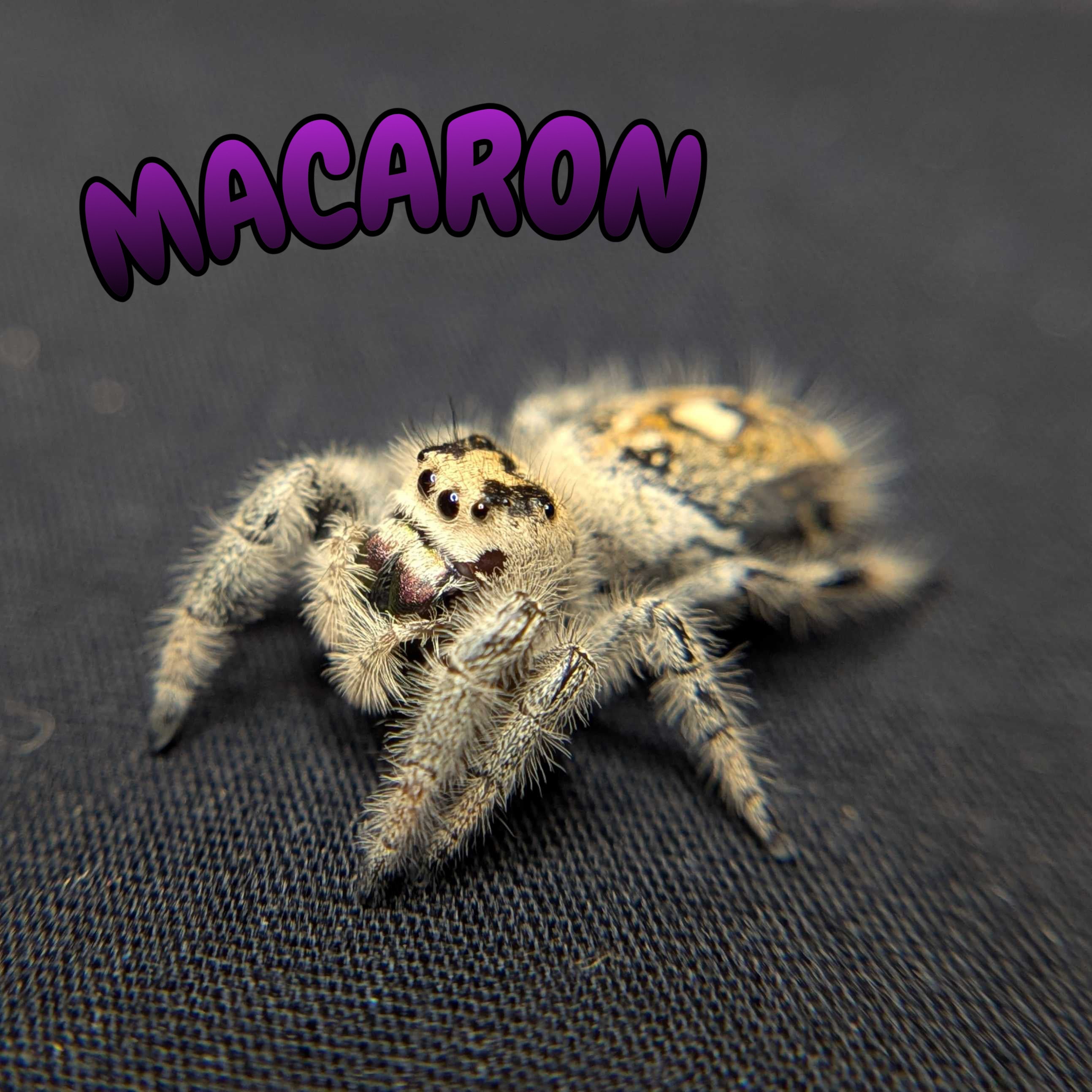 Female Regal Jumping Spider Macaron