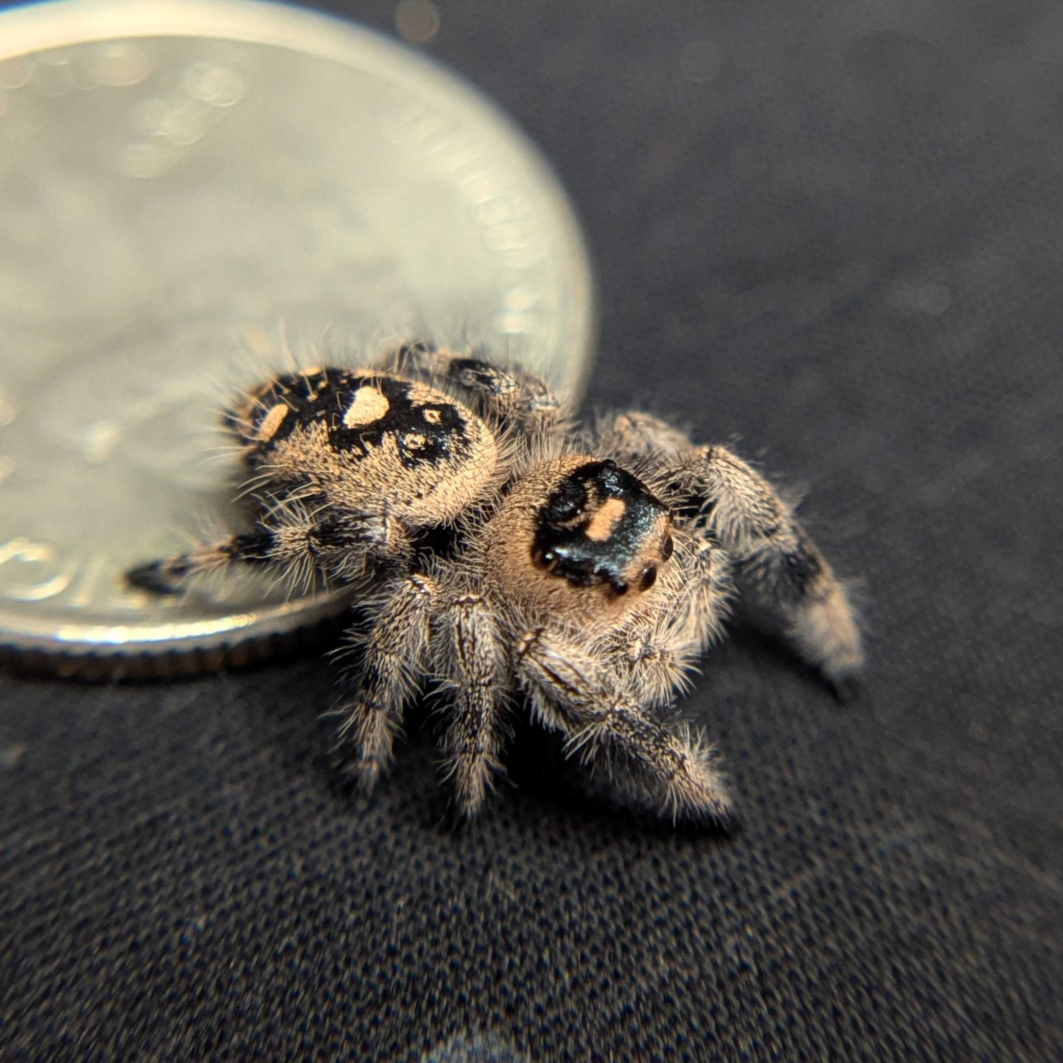 Regal Jumping Spider "Stardust"