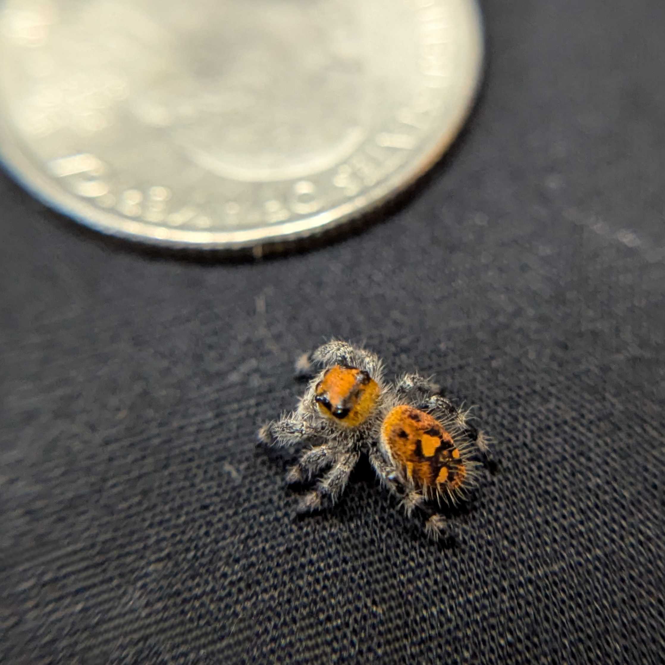 Regal Jumping Spider "Vampire"