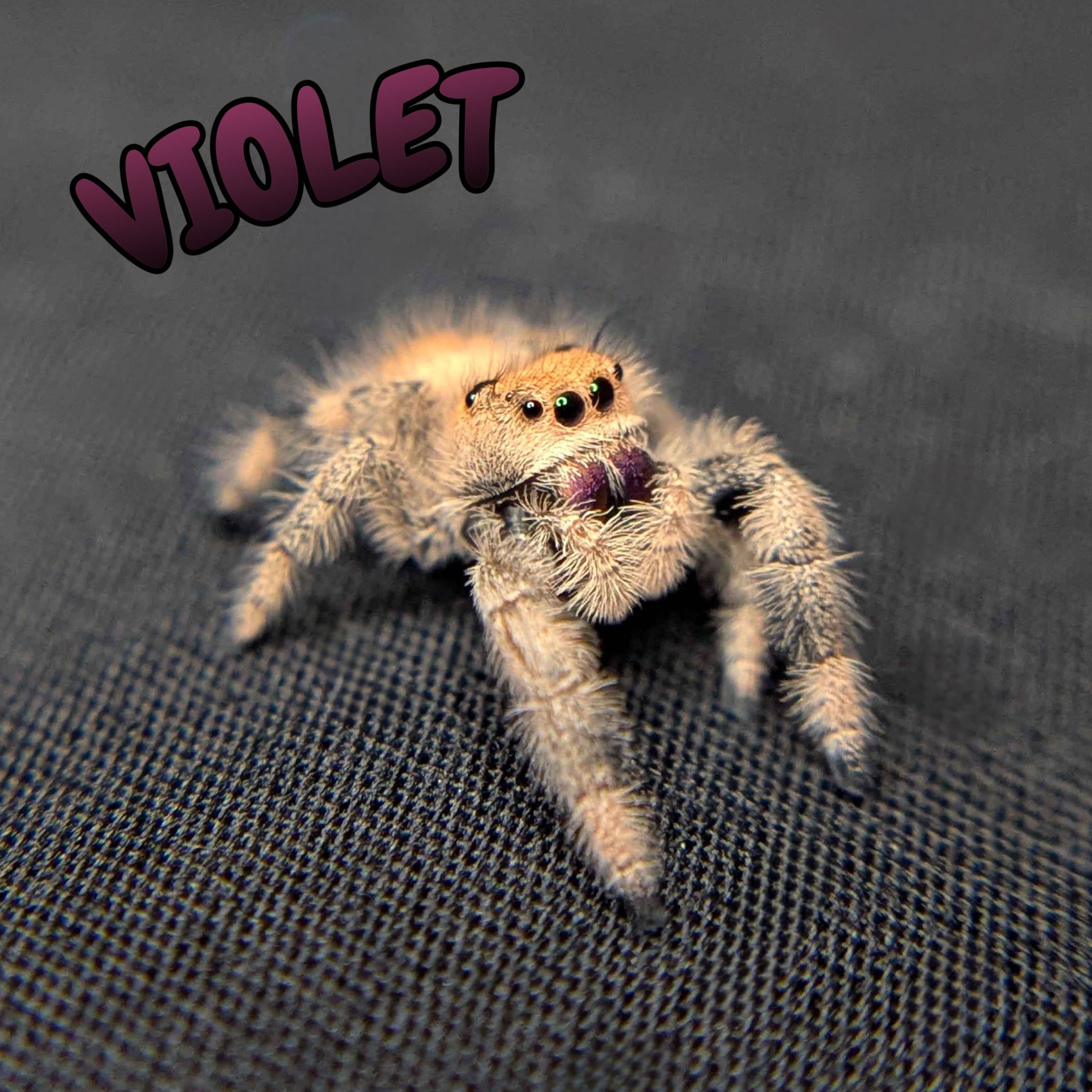 Regal Jumping Spider "Violet"