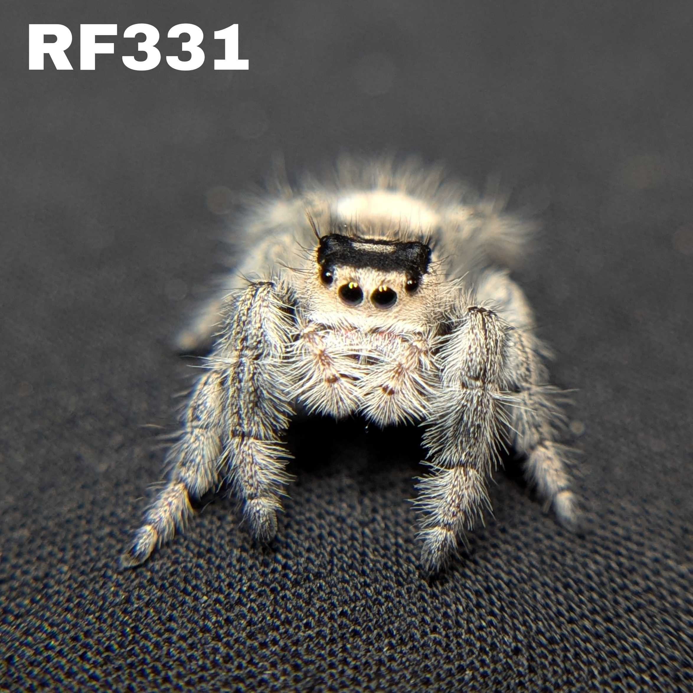 Regal Jumping Spider "Ghost"