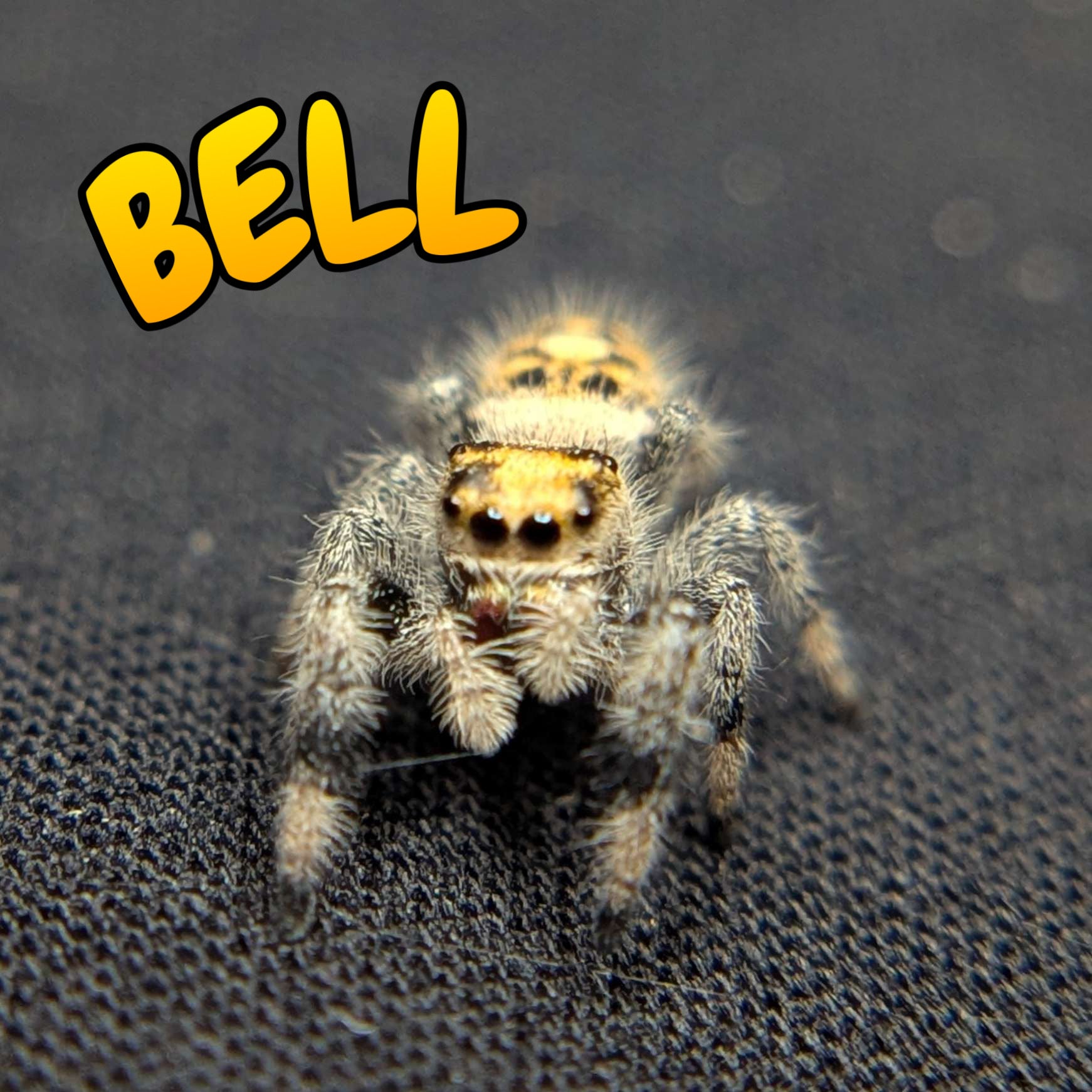 Regal Jumping Spider "Bell"