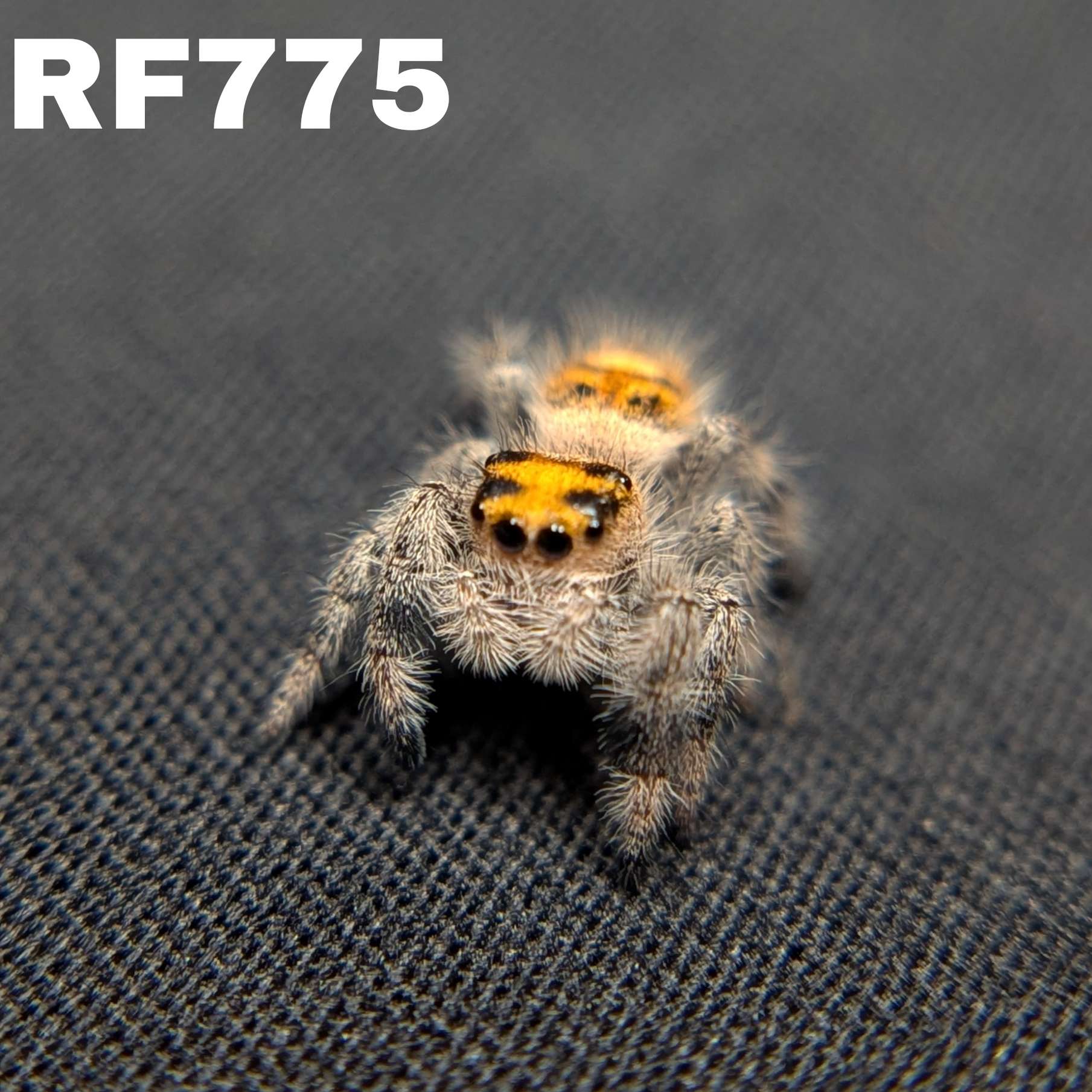 Regal Jumping Spider "Pumpkin"