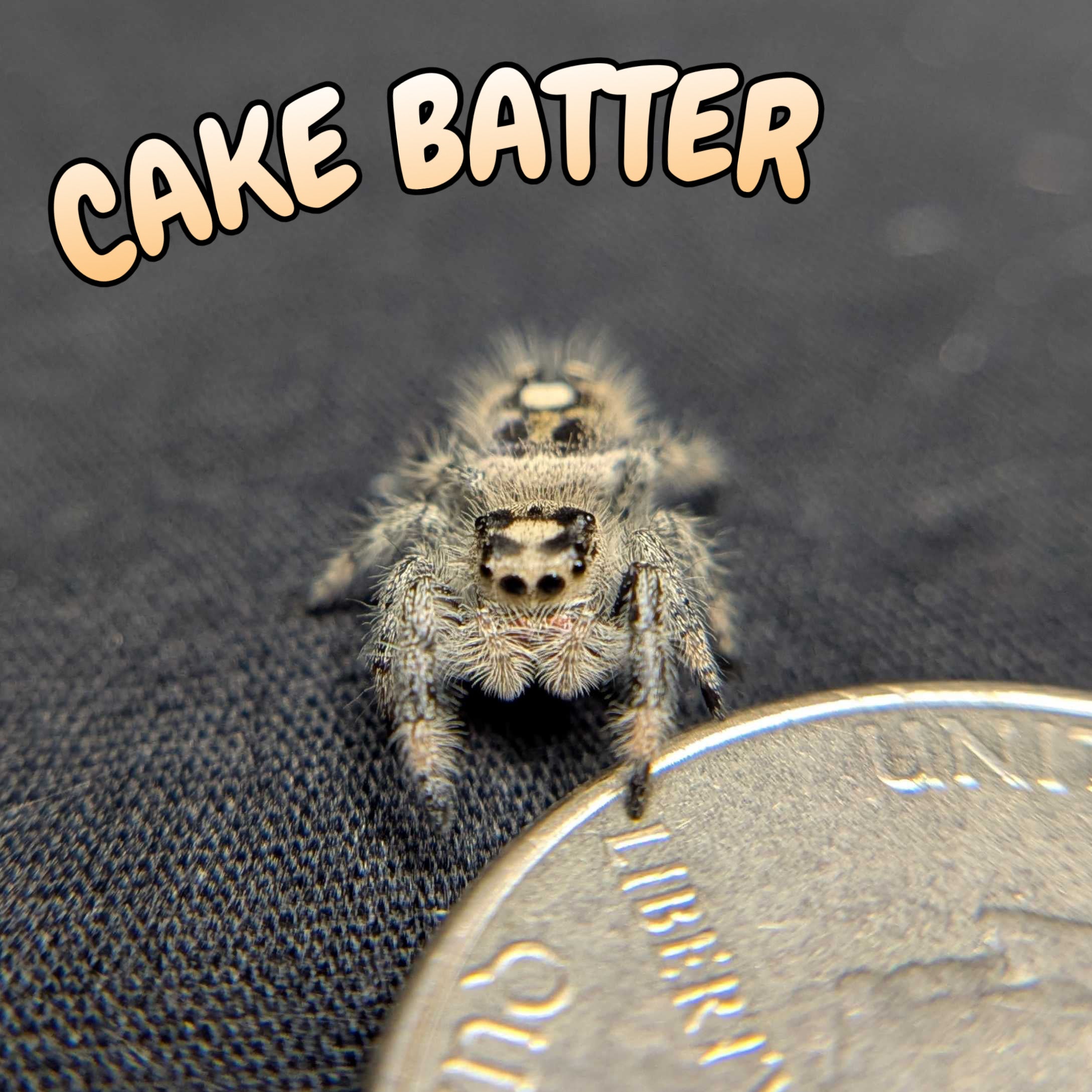 Regal Jumping Spider “Cake Batter”