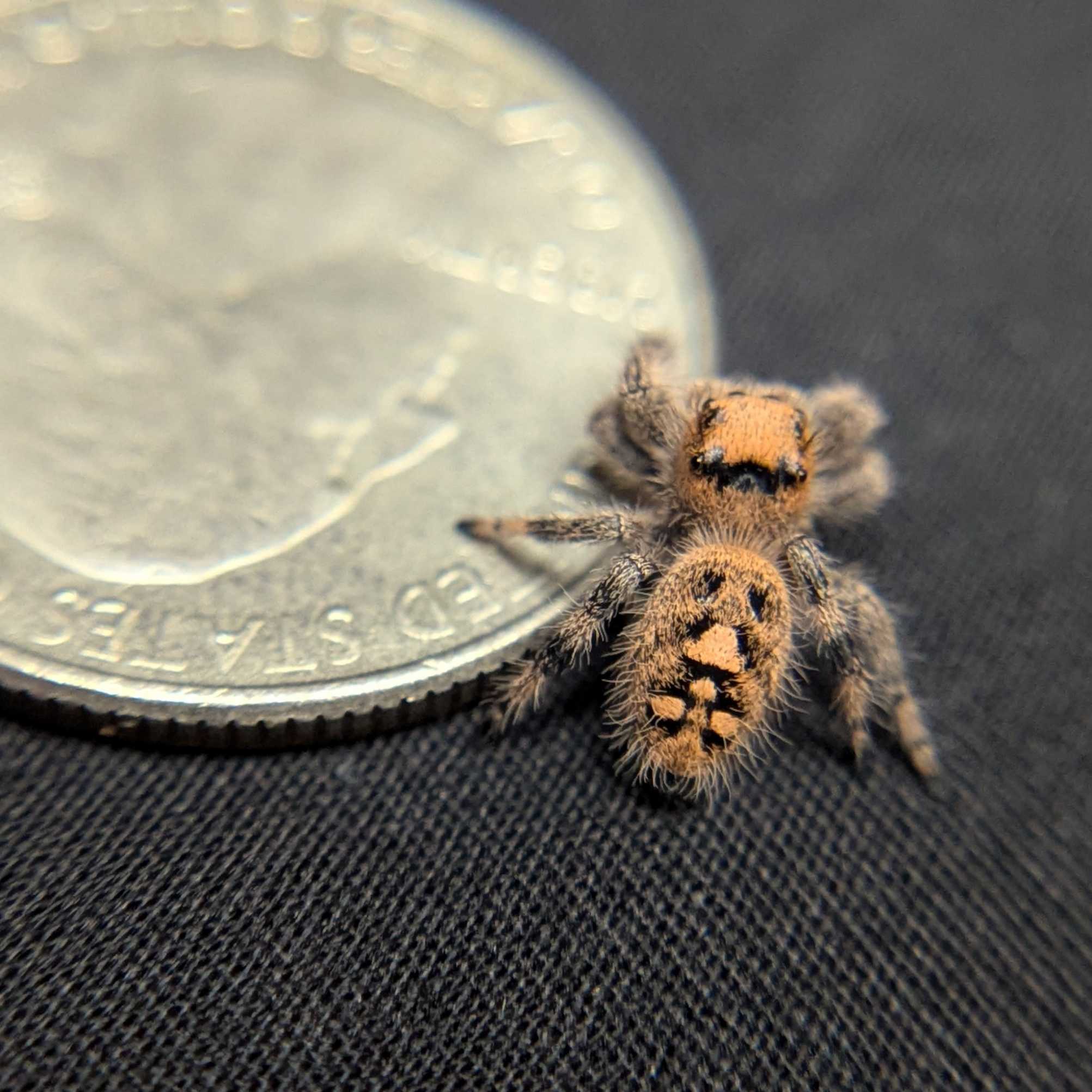 Regal Jumping Spider "Marzipan"