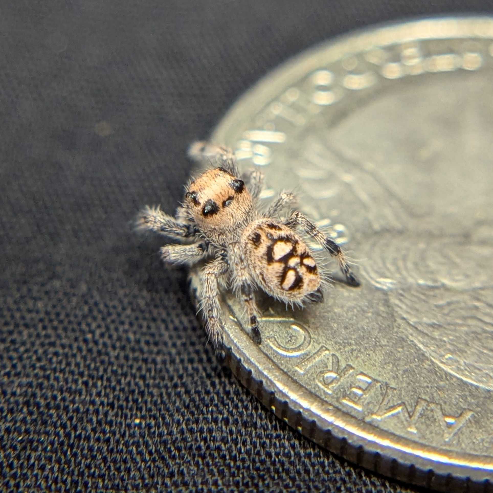 Regal Jumping Spider "Sunkiss"