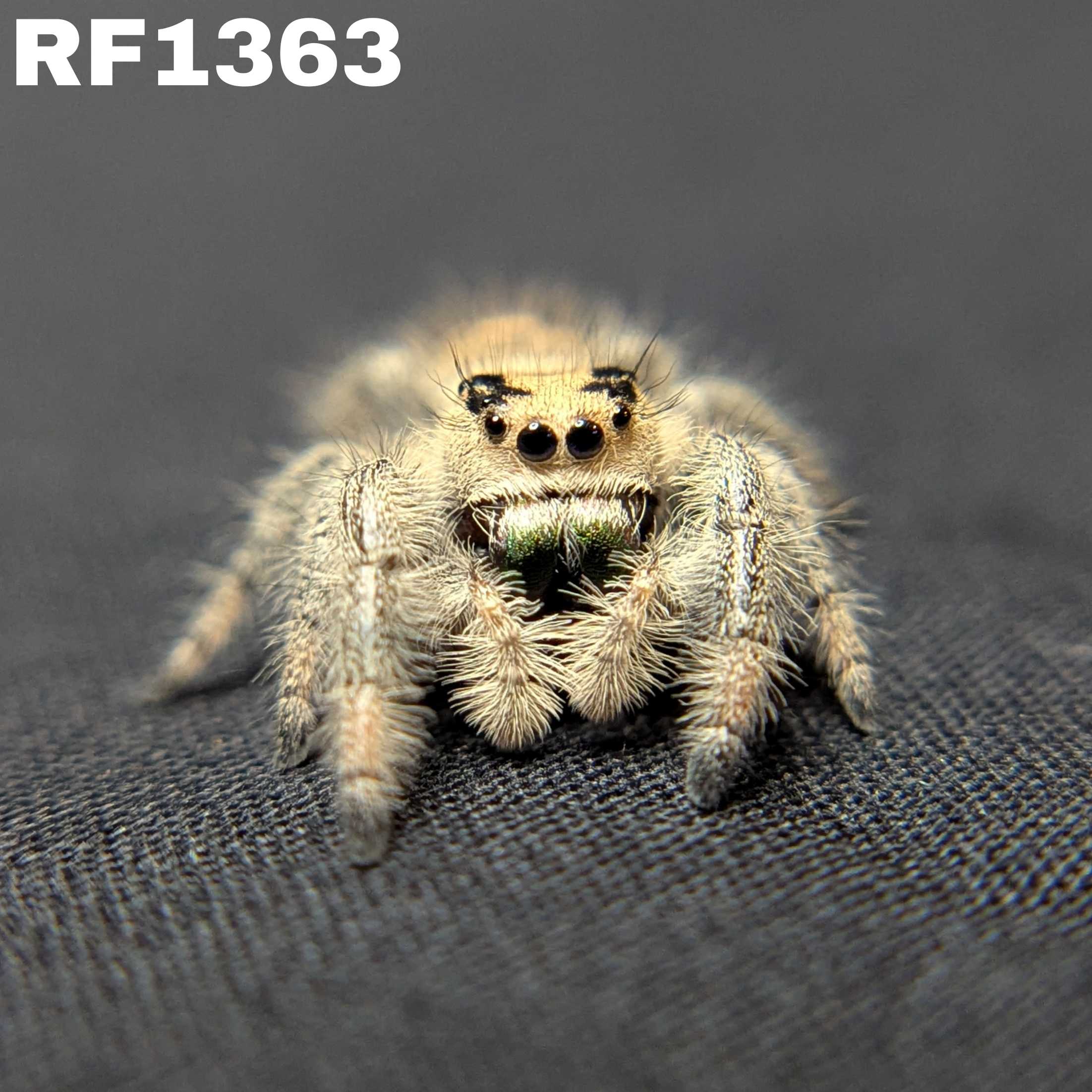 Regal Jumping Spider "Green Apple"