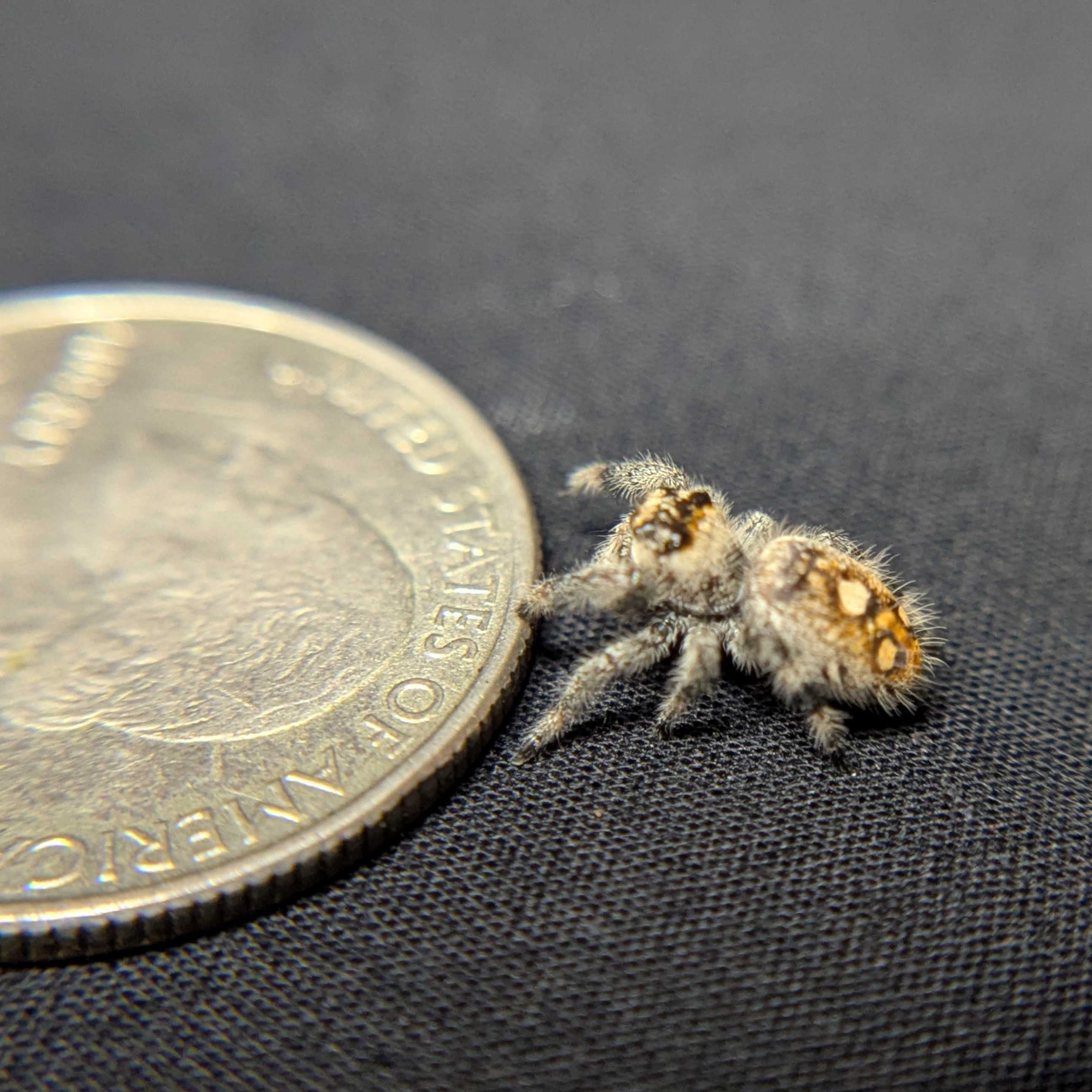 Regal Jumping Spider "Star"
