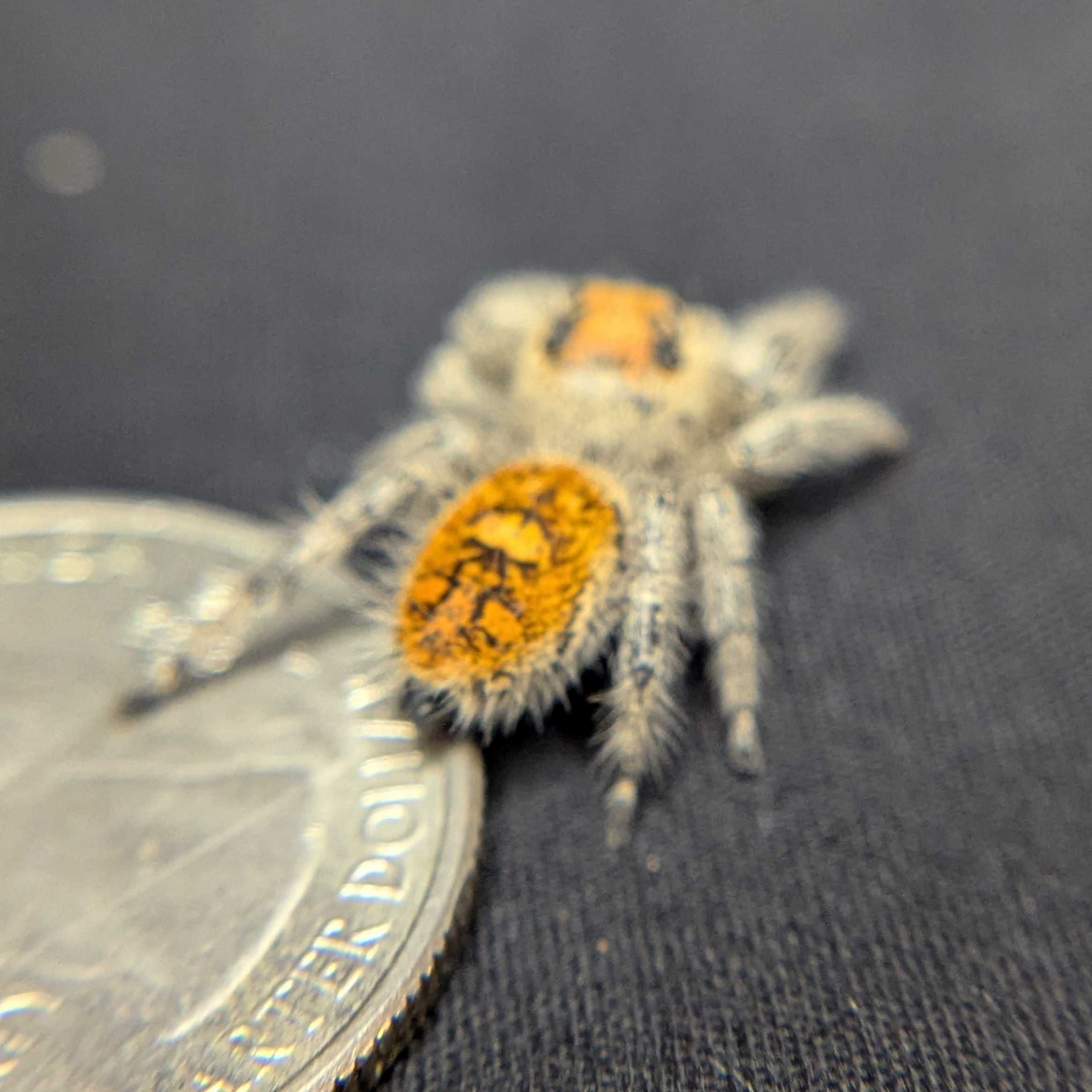Regal Jumping Spider “Apricot Leaf”