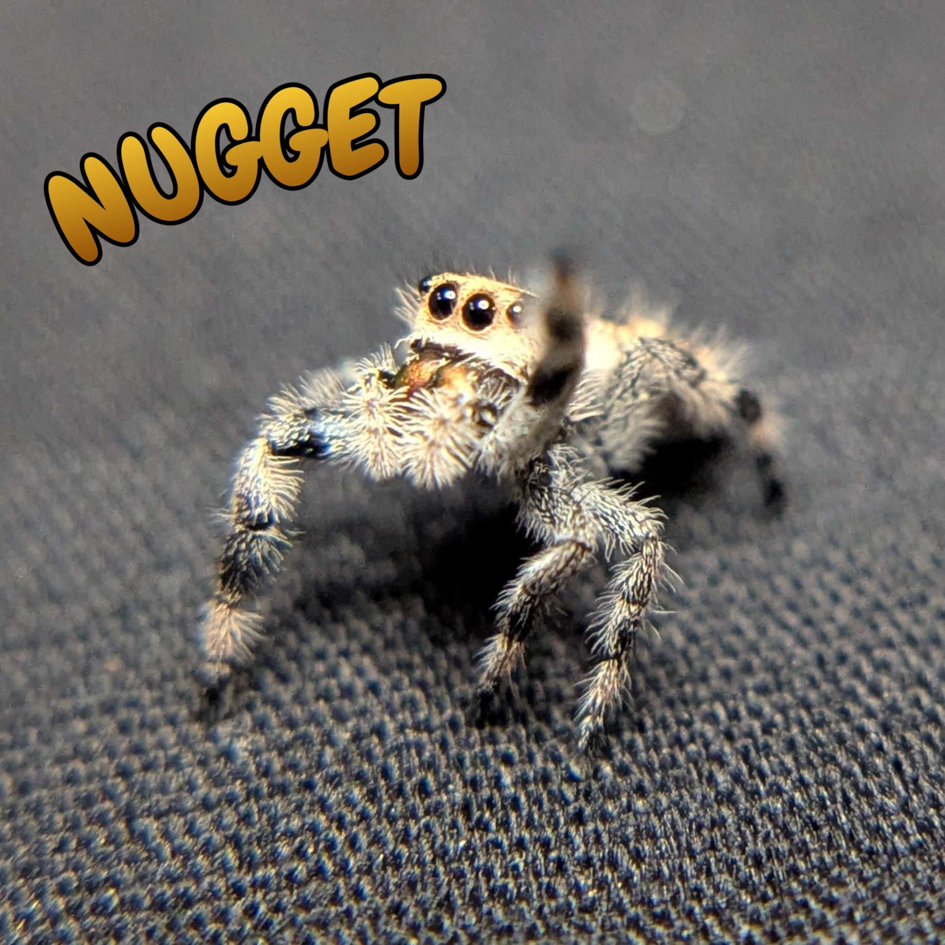 Female Regal Jumping Spider Nugget