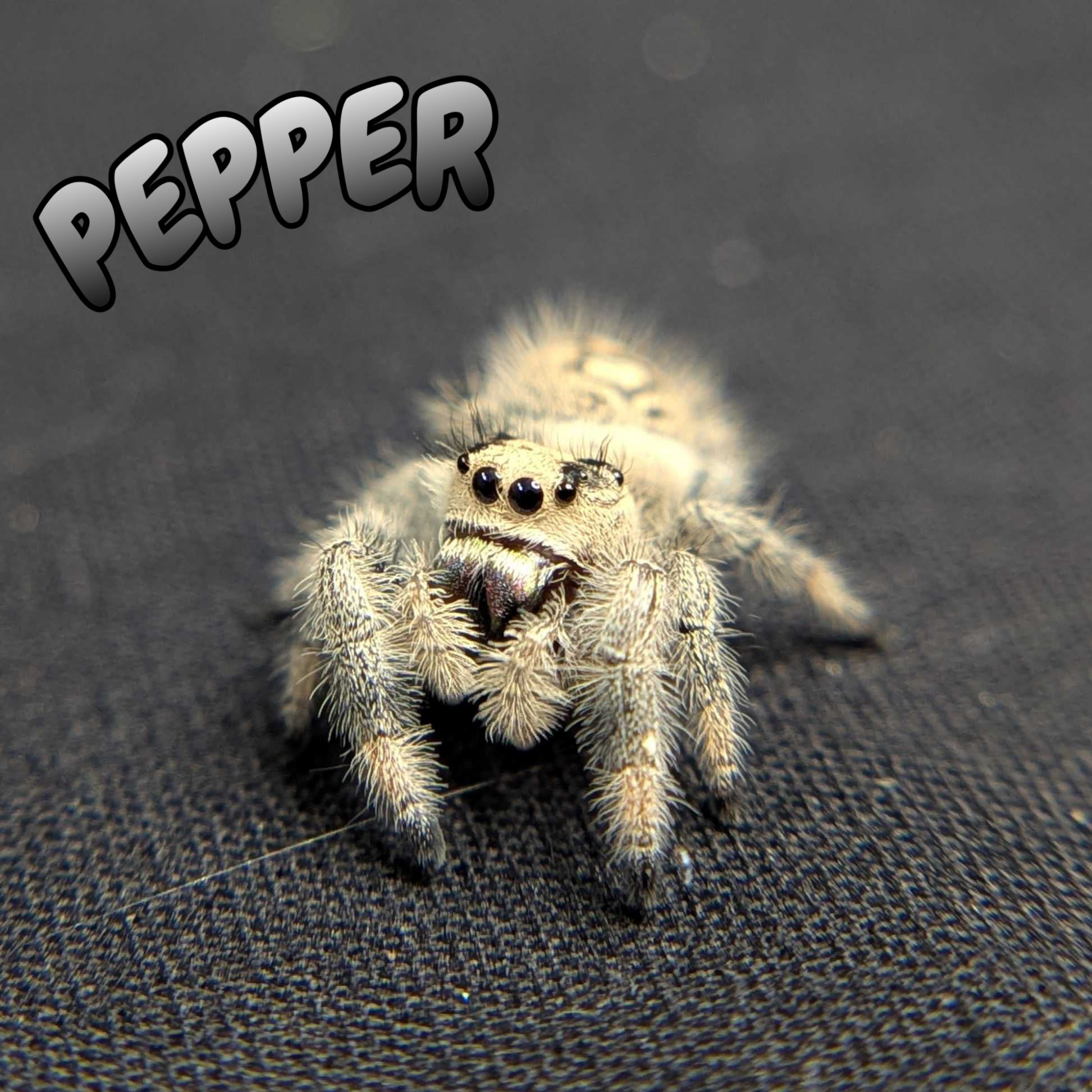 Regal Jumping Spider "Pepper"