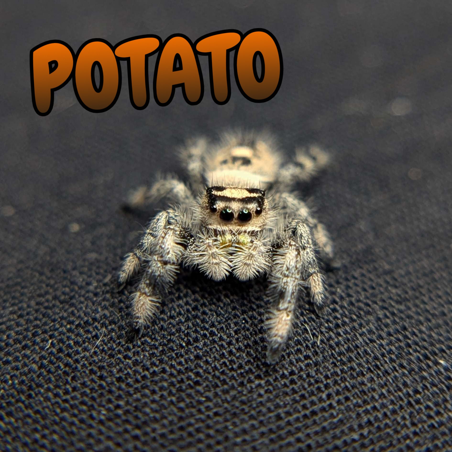 Regal Jumping Spider "Potato"