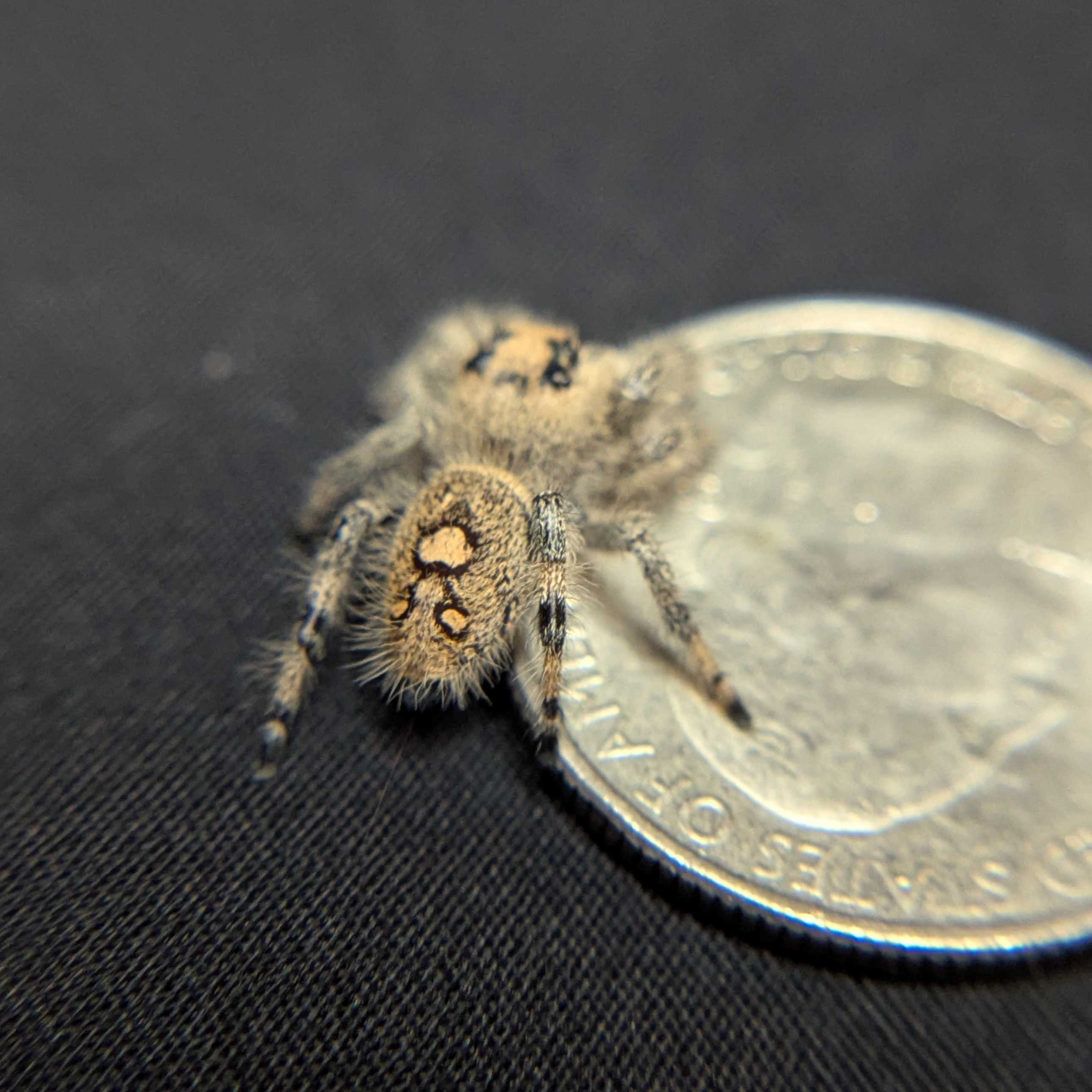 Regal Jumping Spider "Green Apple"