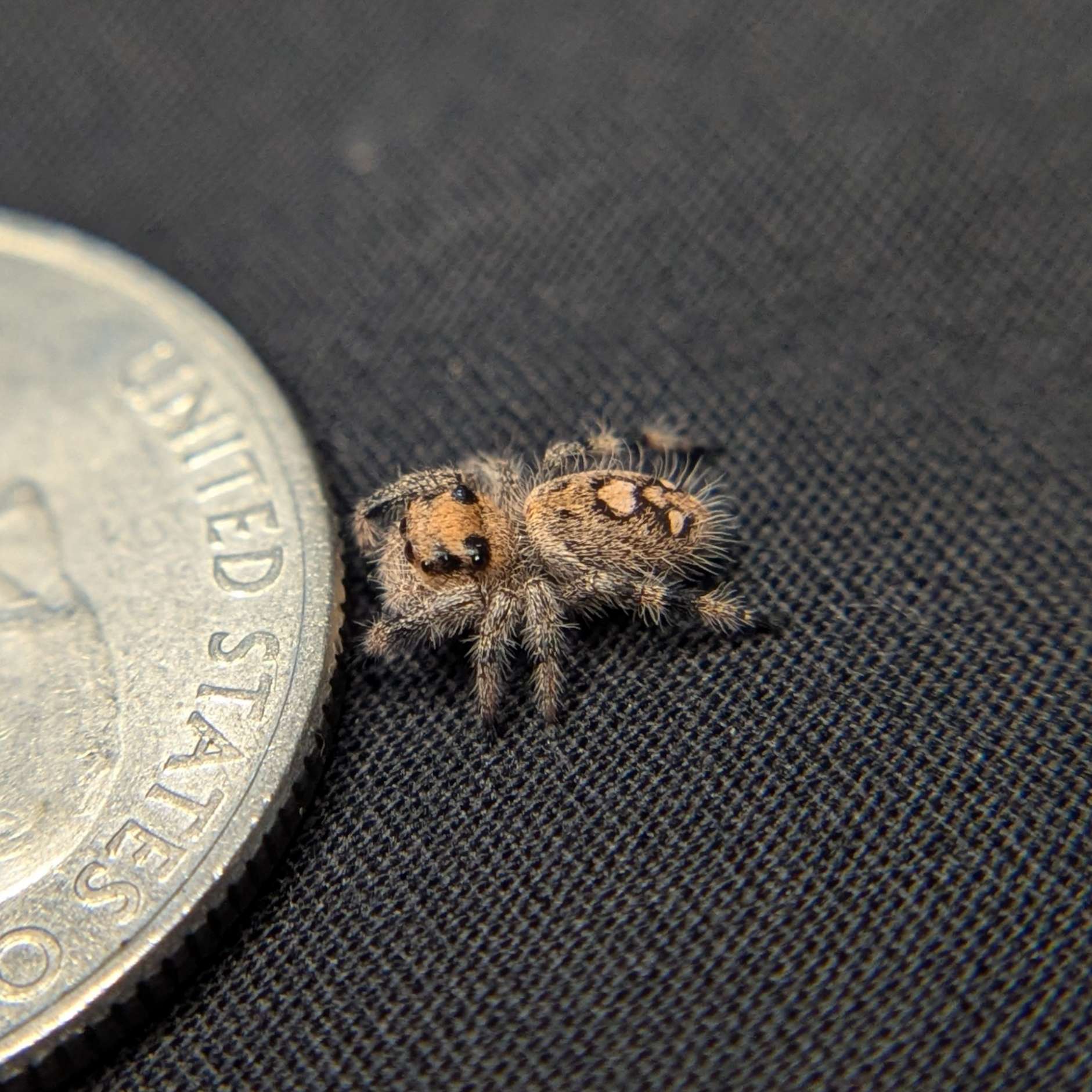 Regal Jumping Spider "Wafer"