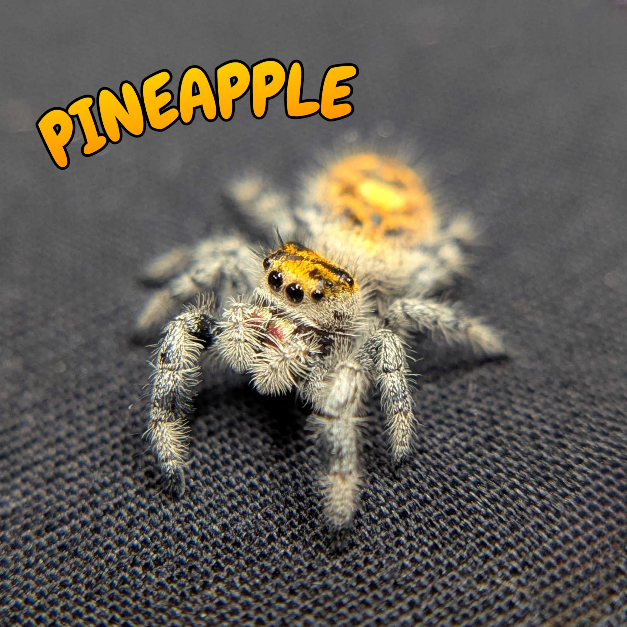 Regal Jumping Spider "Pineapple"