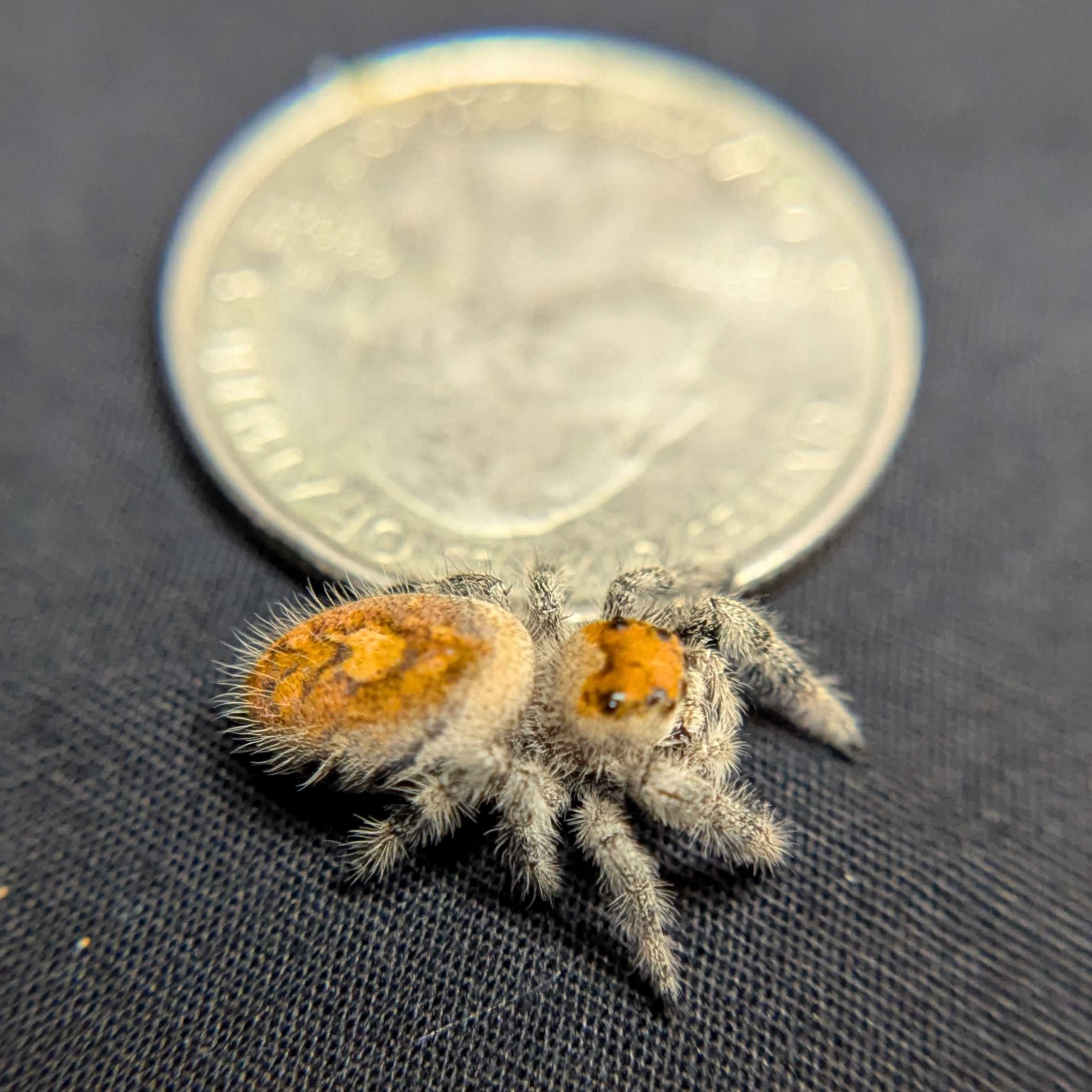 Regal Jumping Spider "Blood Orange"