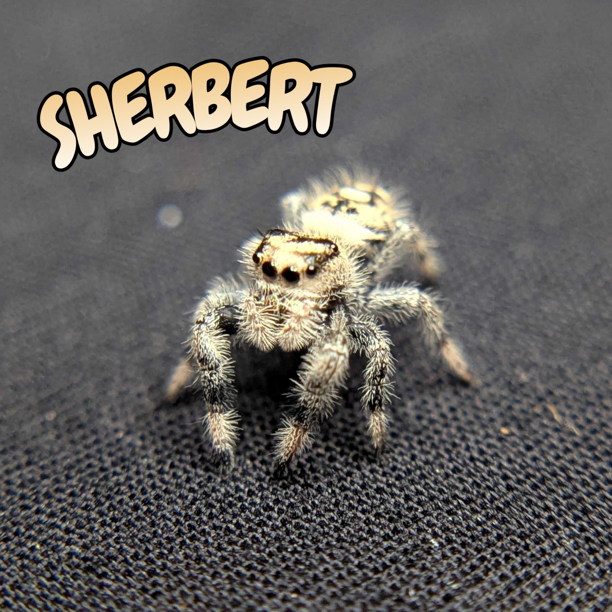 Regal Jumping Spider "Sherbert"