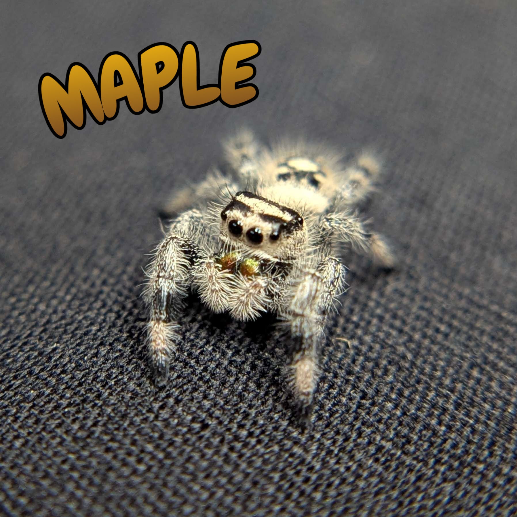 Regal Jumping Spider "Maple"