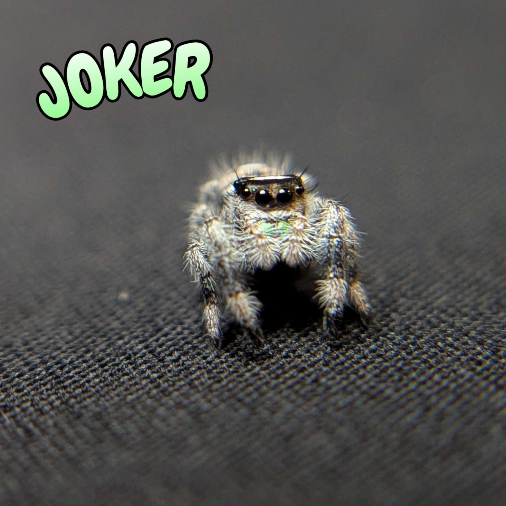 Regal Jumping Spider "Joker"
