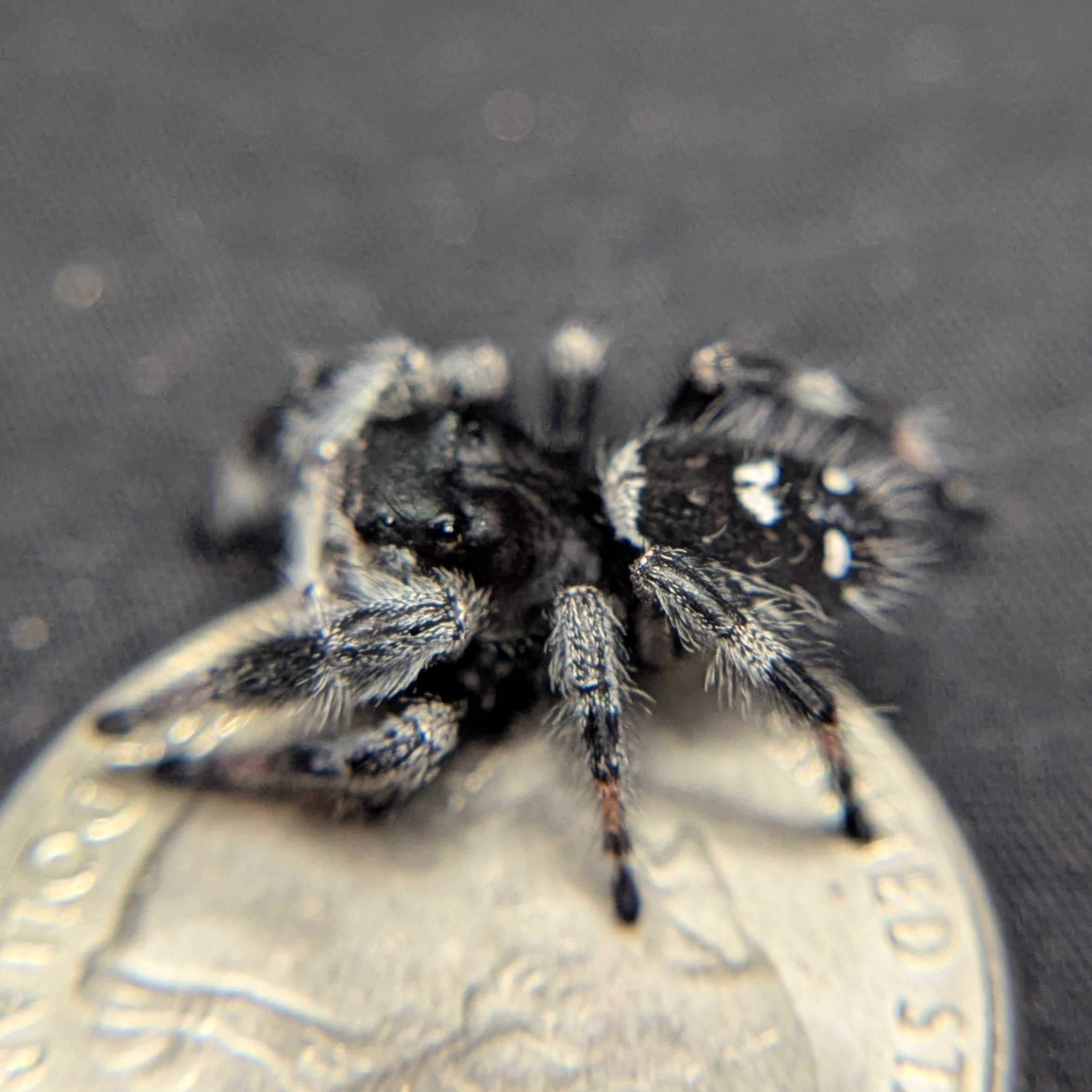 Regal Jumping Spider "Jupiter"