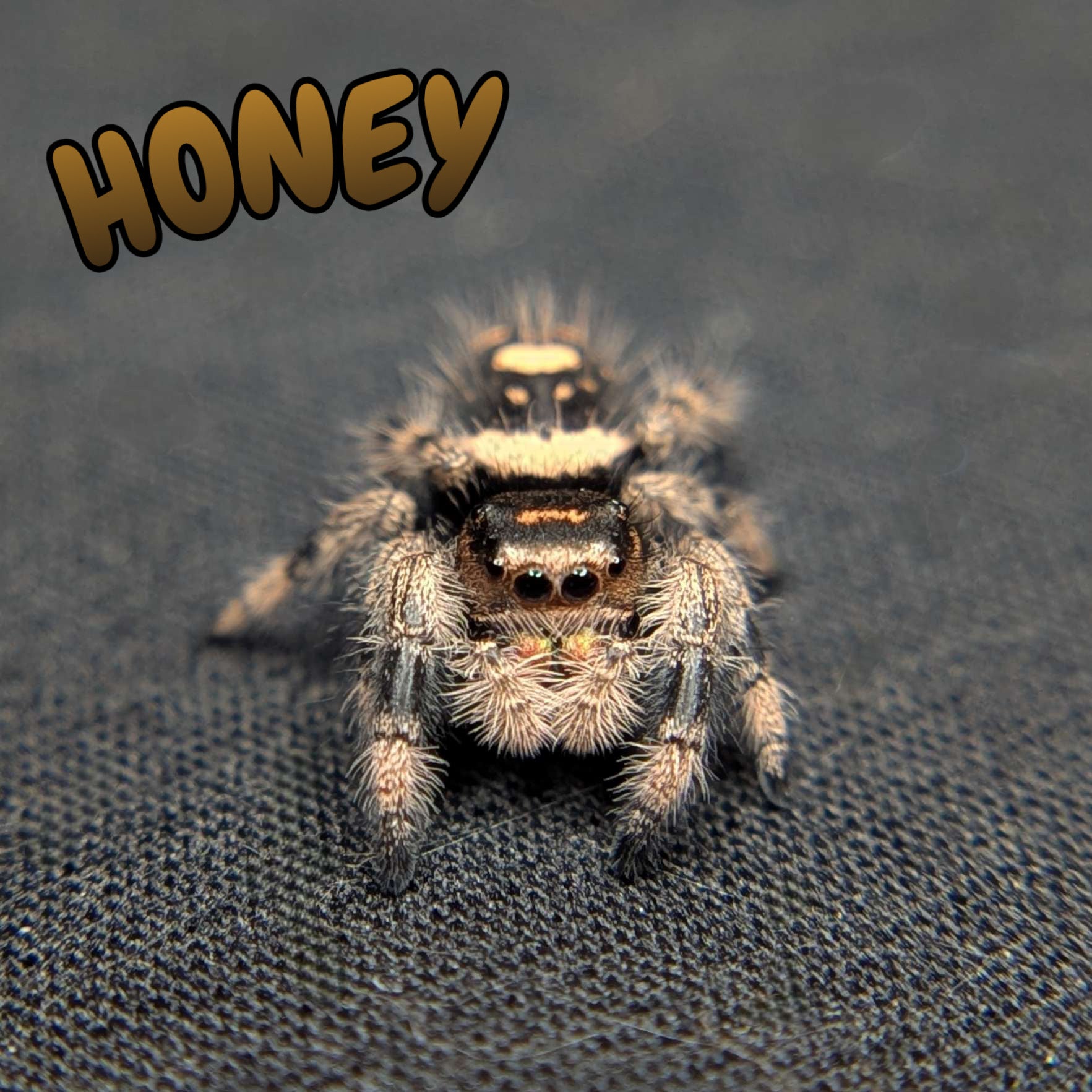Regal Jumping Spider "Honey"