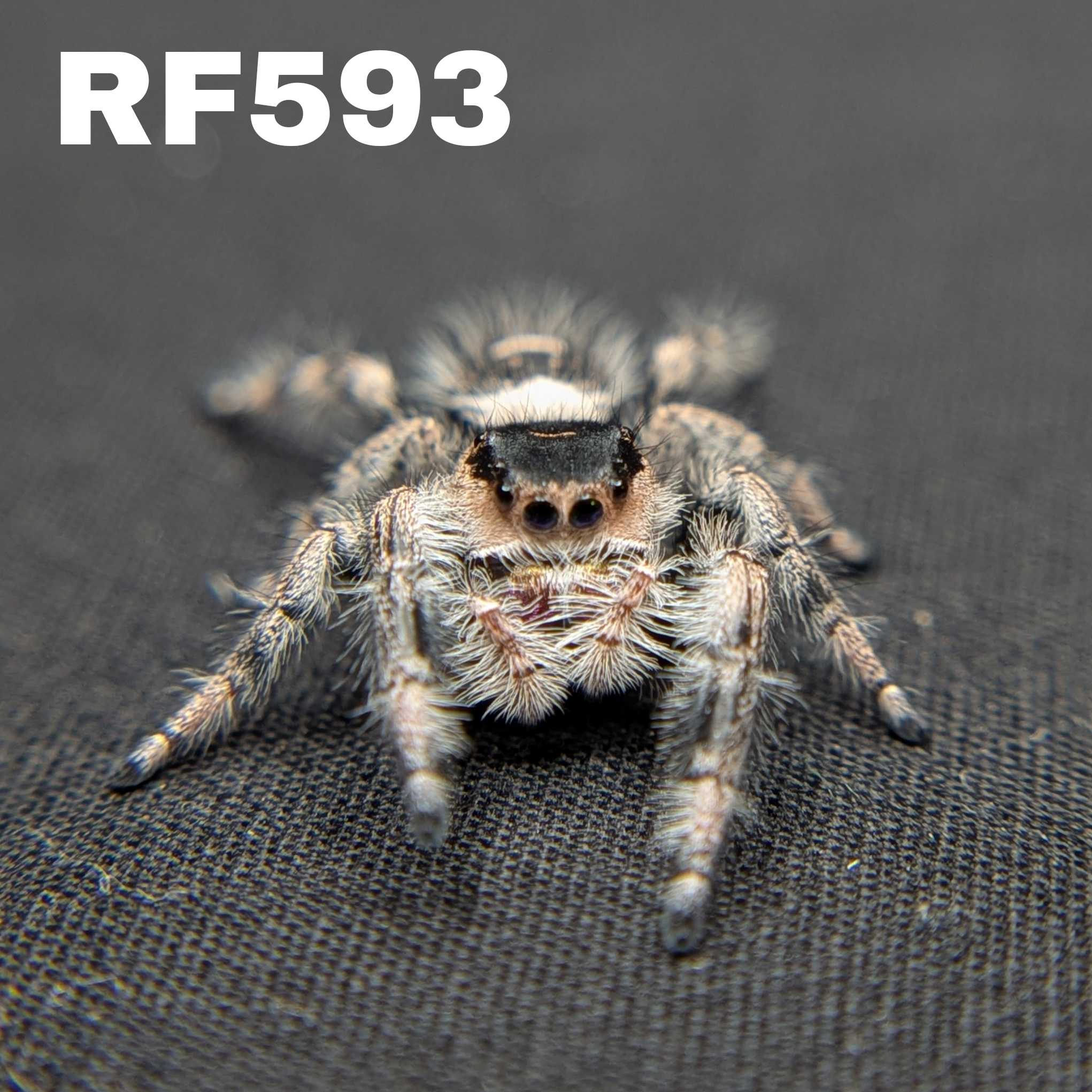 Regal Jumping Spider "Chocolate"
