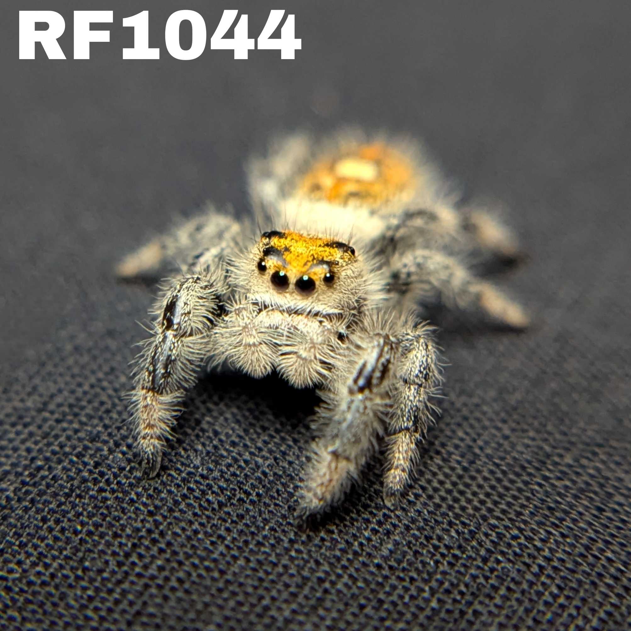 Regal Jumping Spider "Mango Puff"