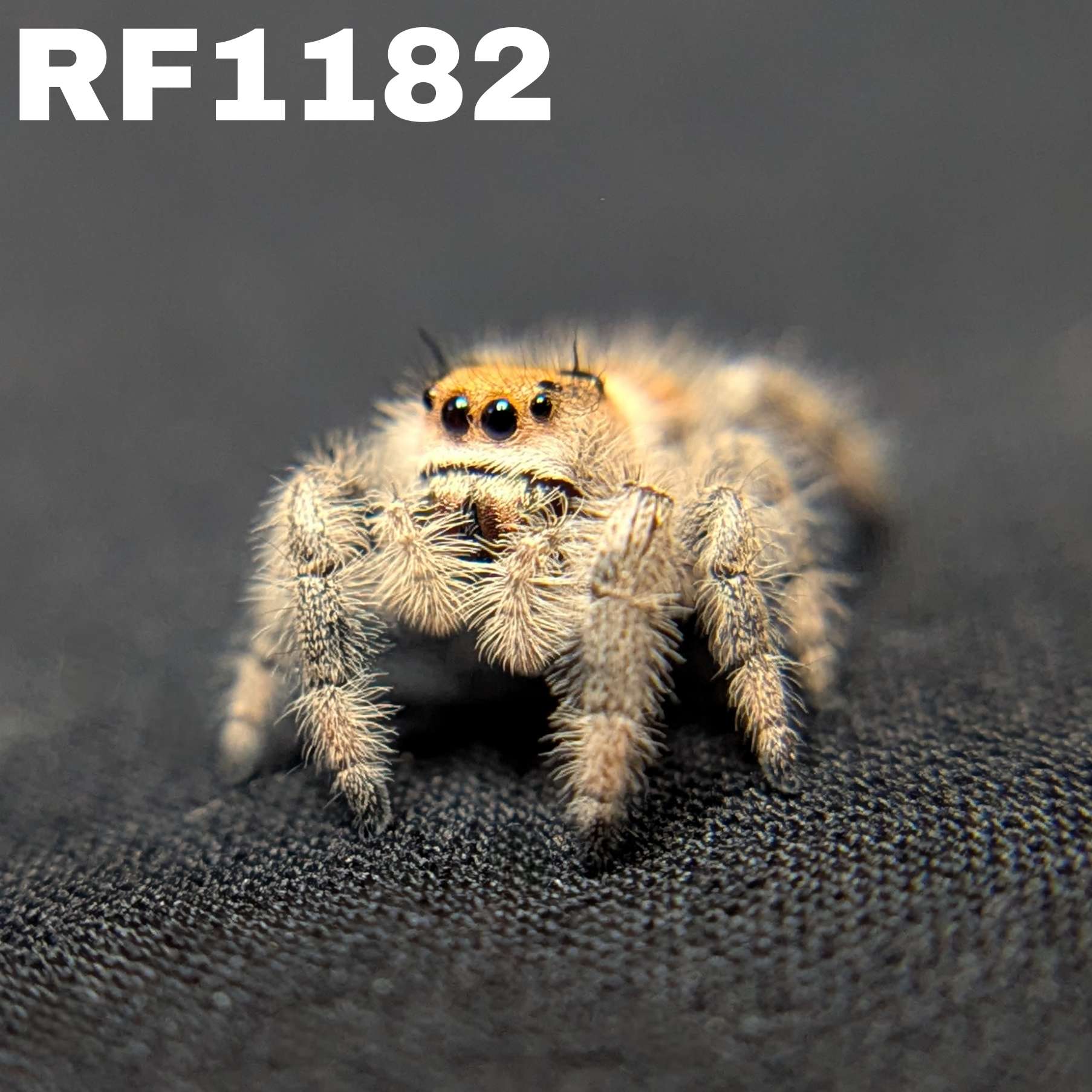Regal Jumping Spider “Wheatly”