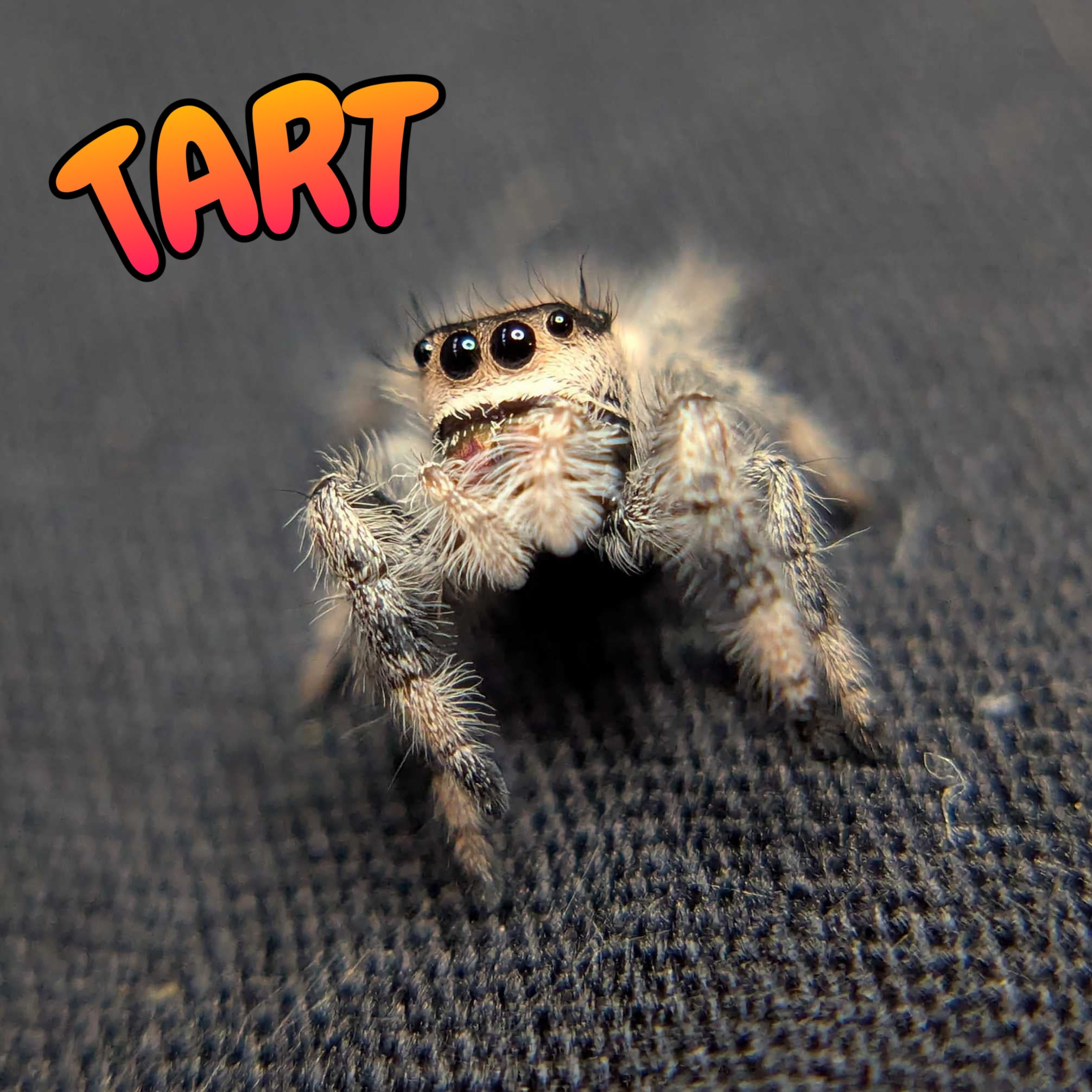 Female Regal Jumping Spider Tart