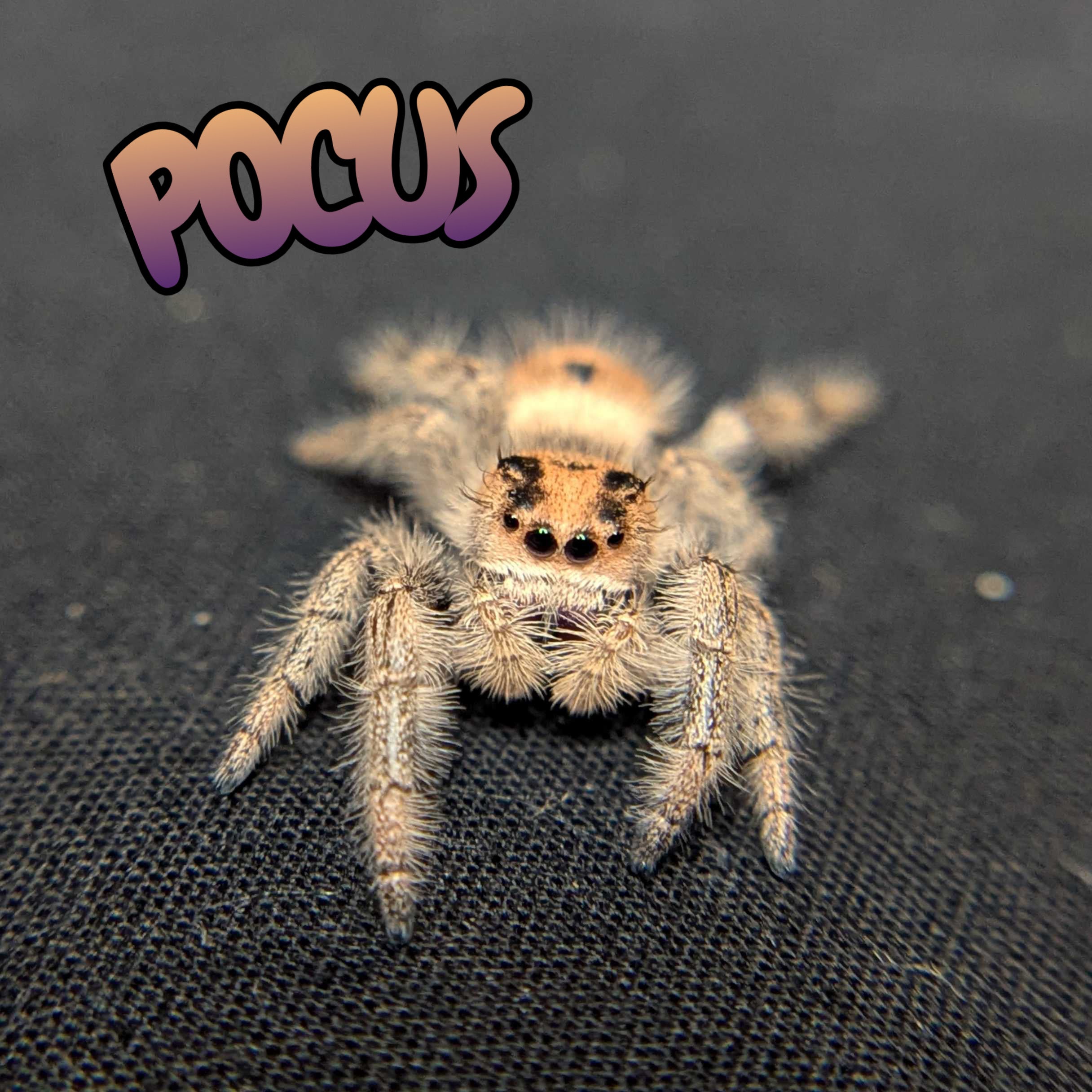 Regal Jumping Spider "Pocus"