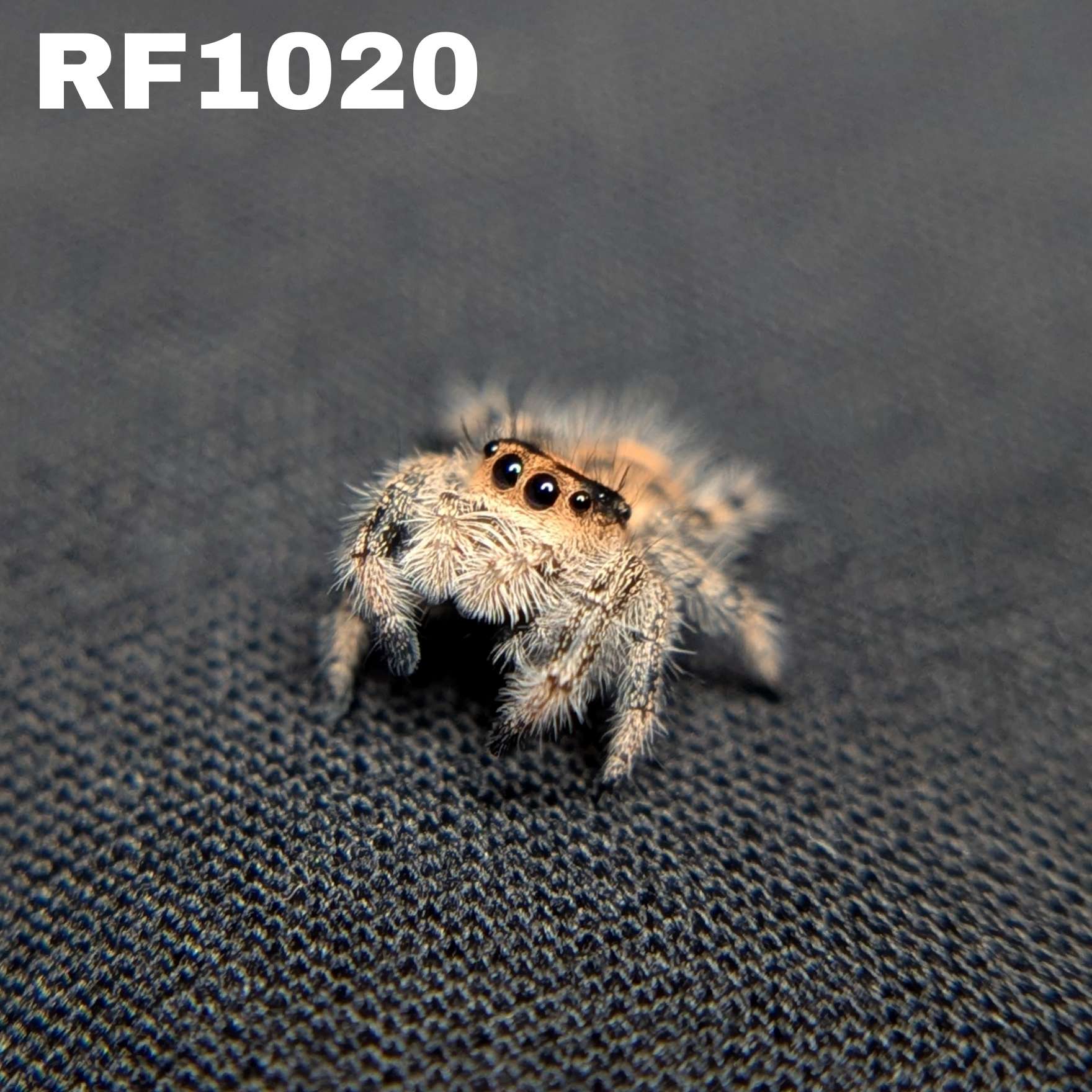 Regal Jumping Spider "Maple"
