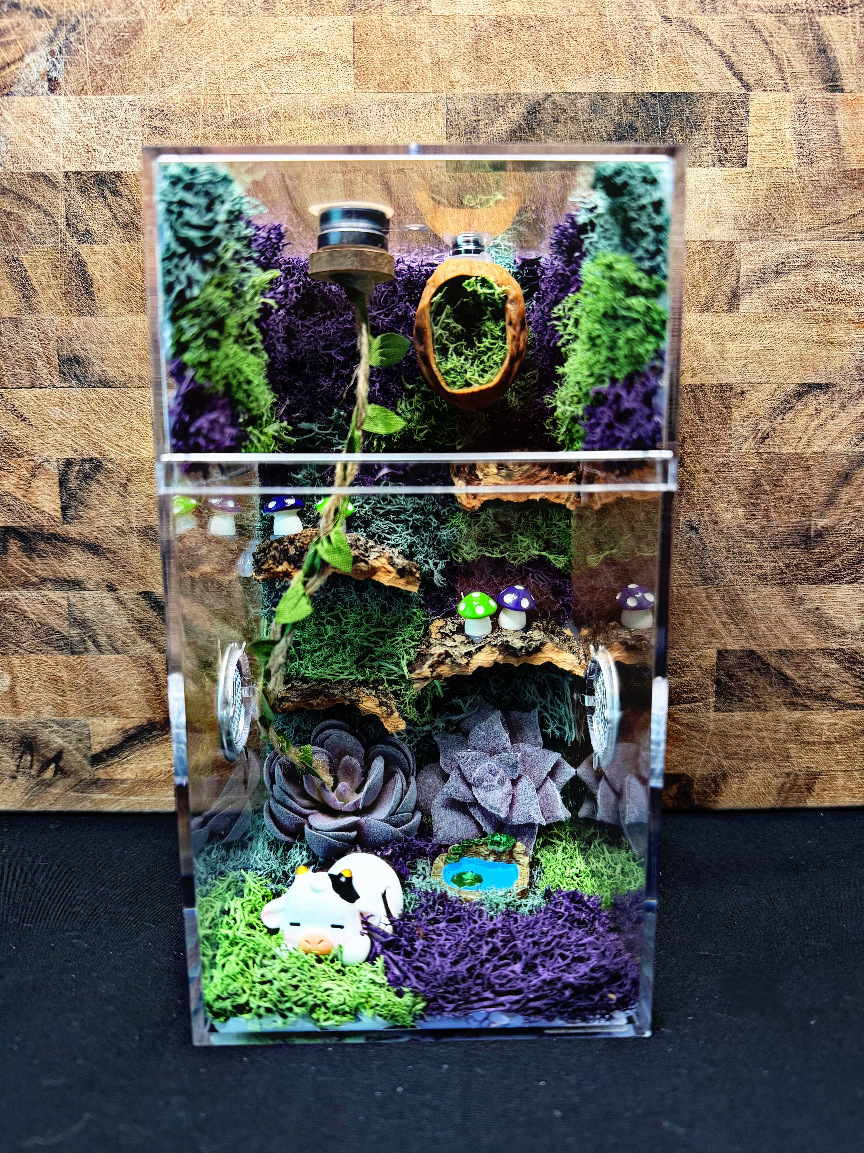 Custom Jumping Spider Enclosure