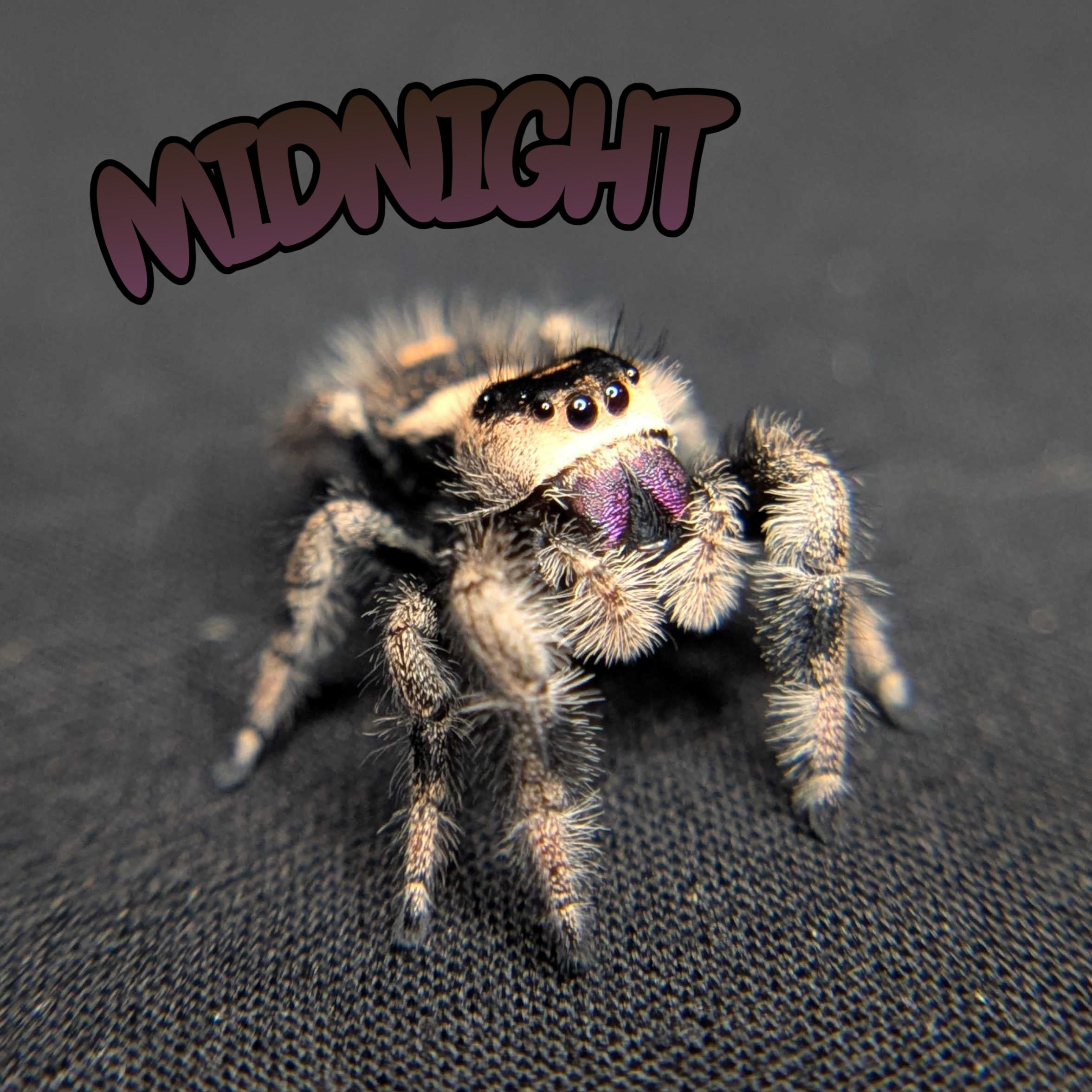 Regal Jumping Spider "Midnight"