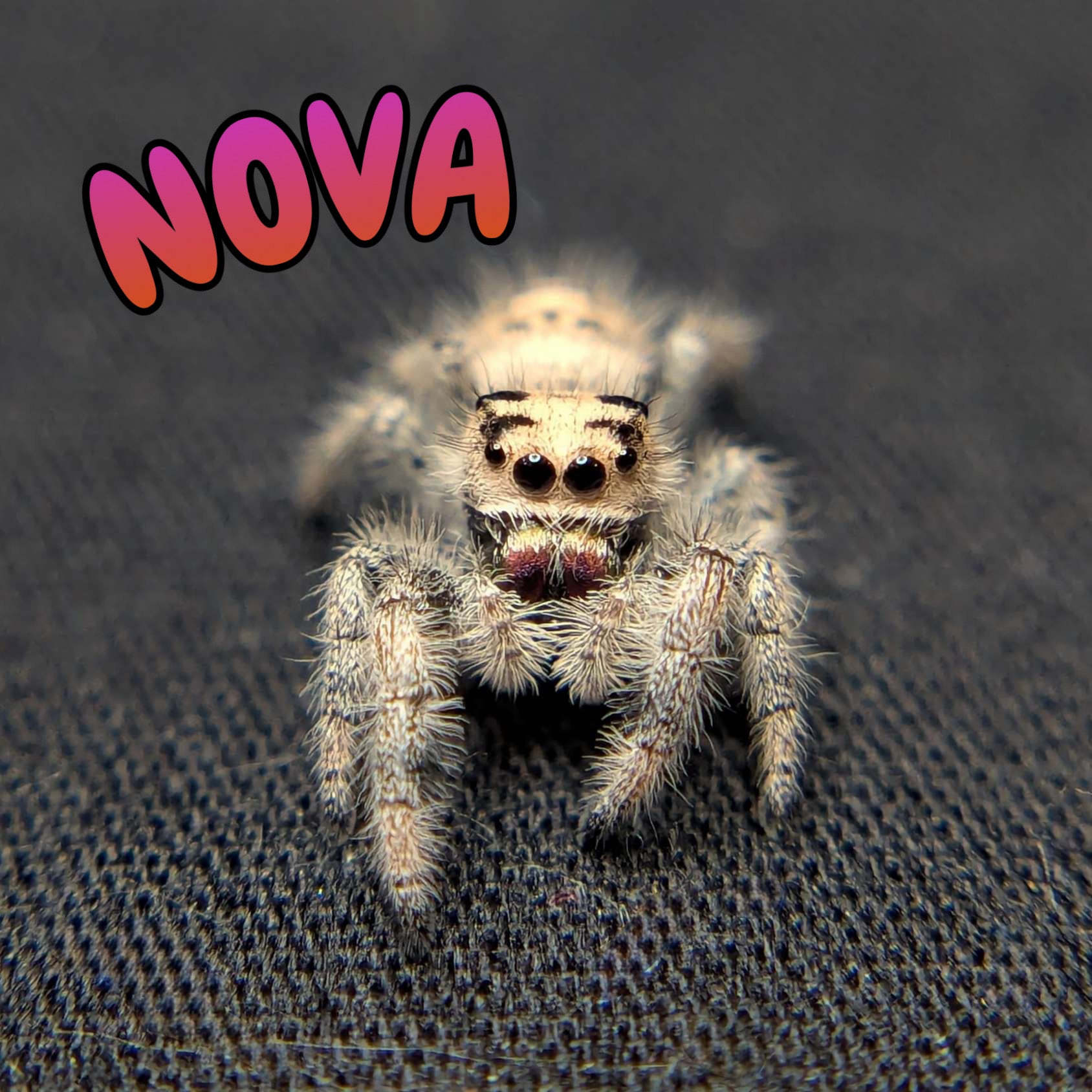 Female Regal Jumping Spider Nova