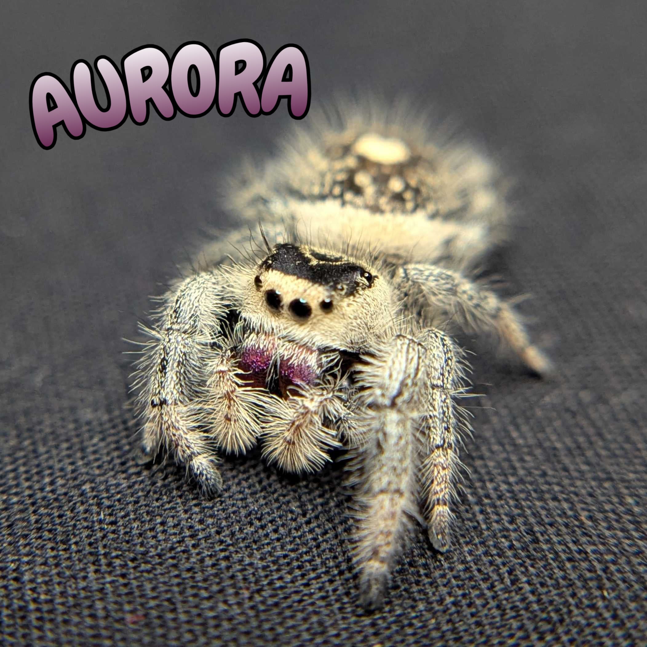 Regal Jumping Spider “Aurora”