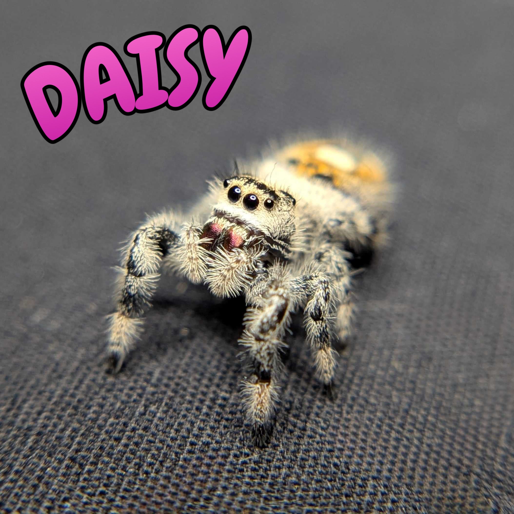Female Regal Jumping Spider Daisy