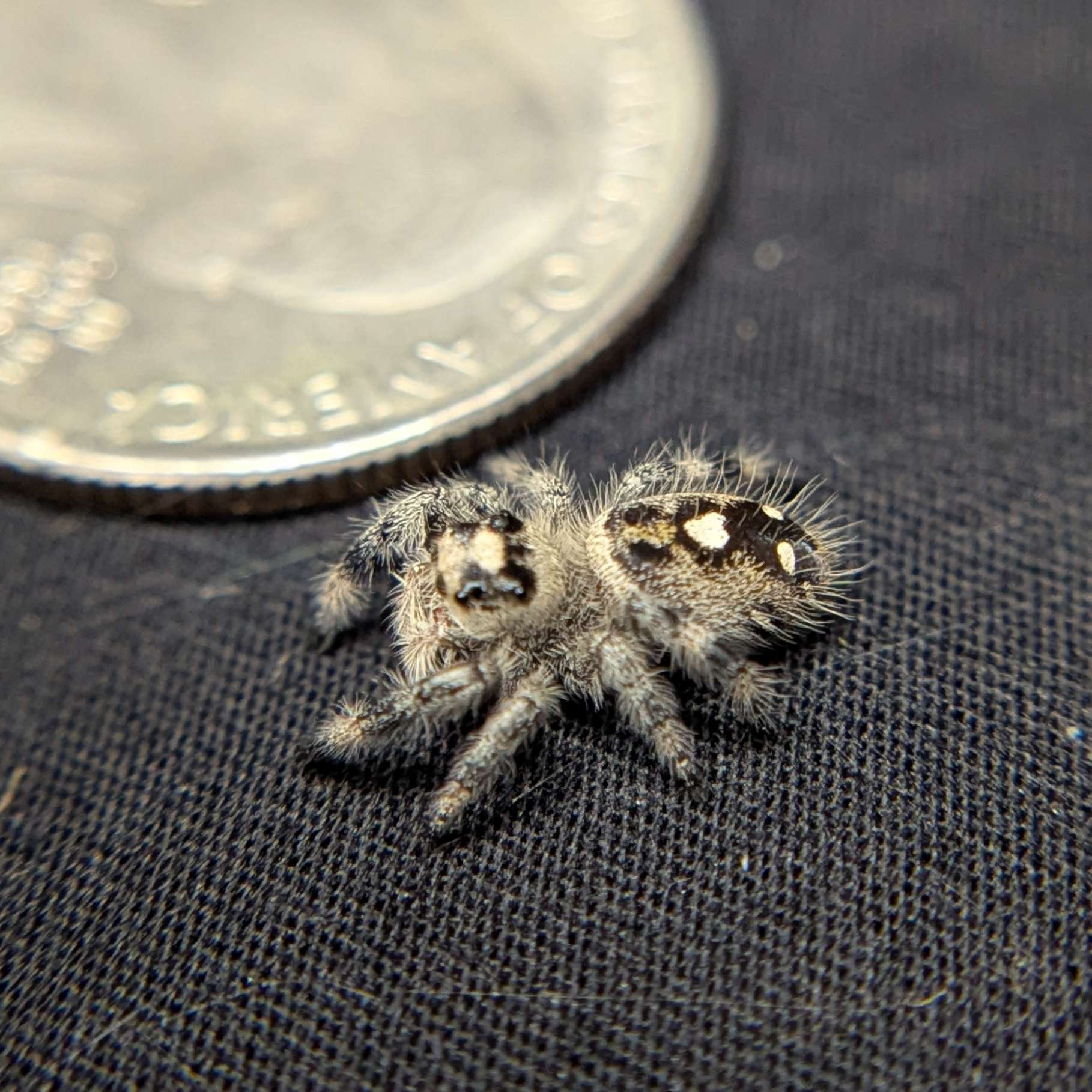 Regal Jumping Spider “Cake Batter”