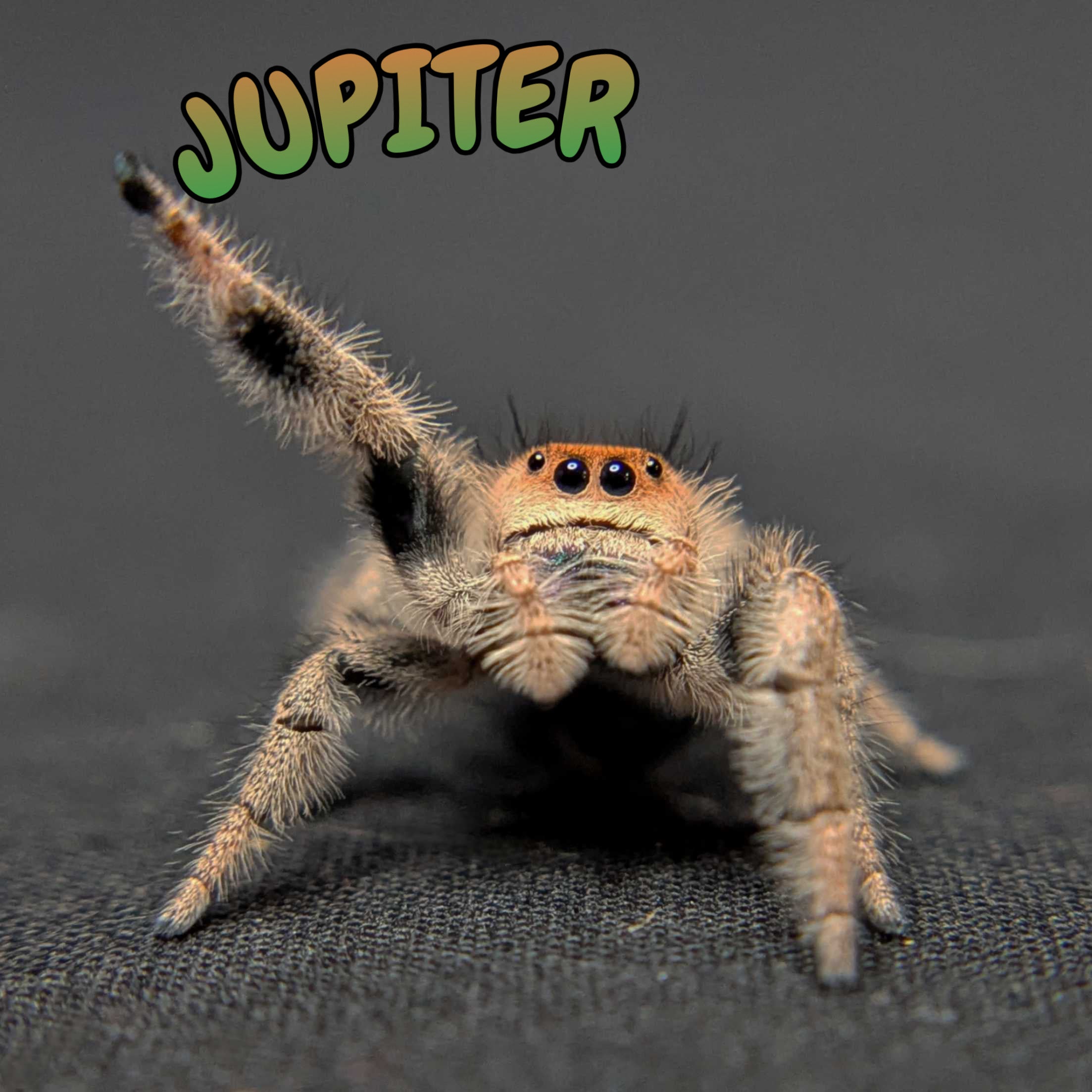Regal Jumping Spider "Jupiter"