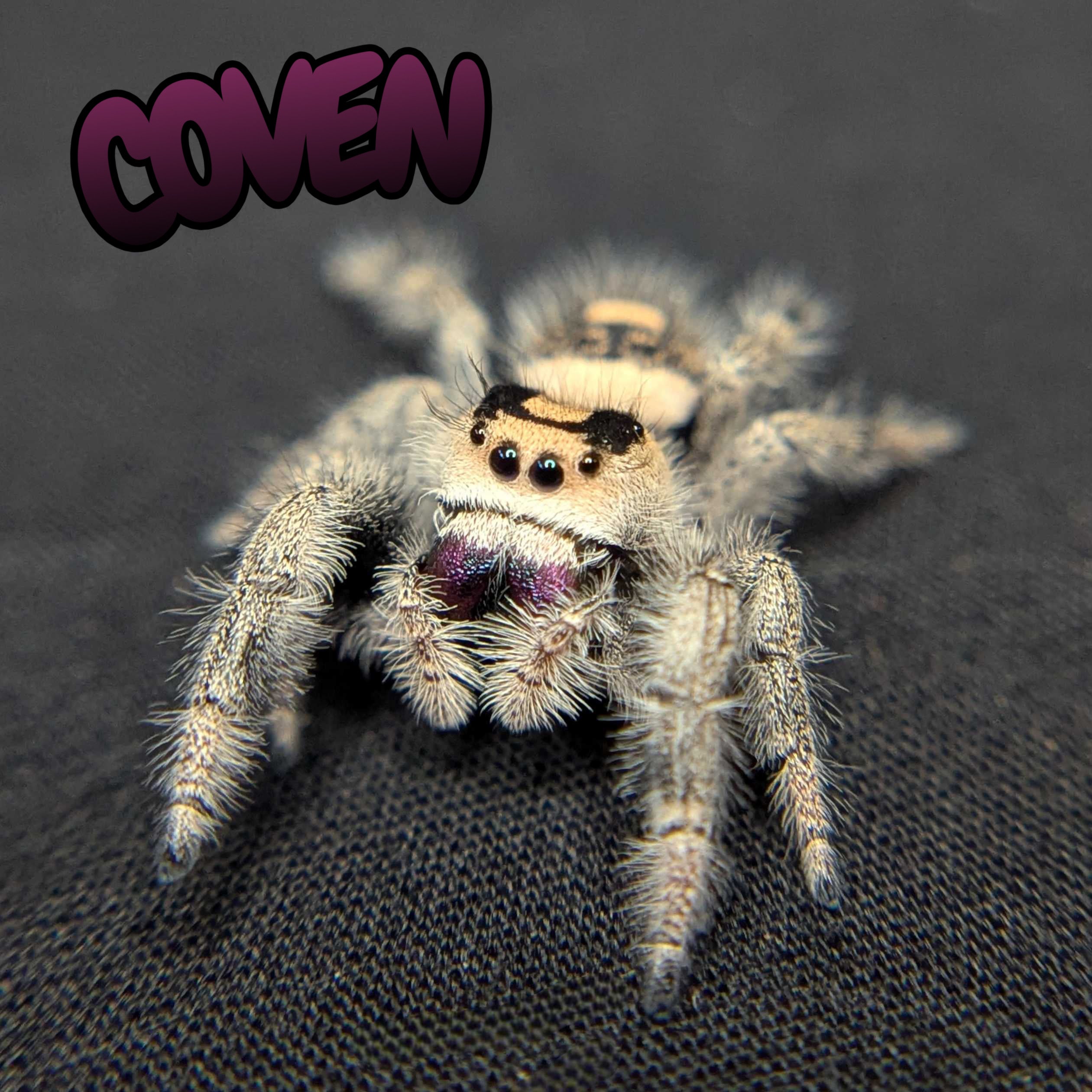 Regal Jumping Spider "Coven"