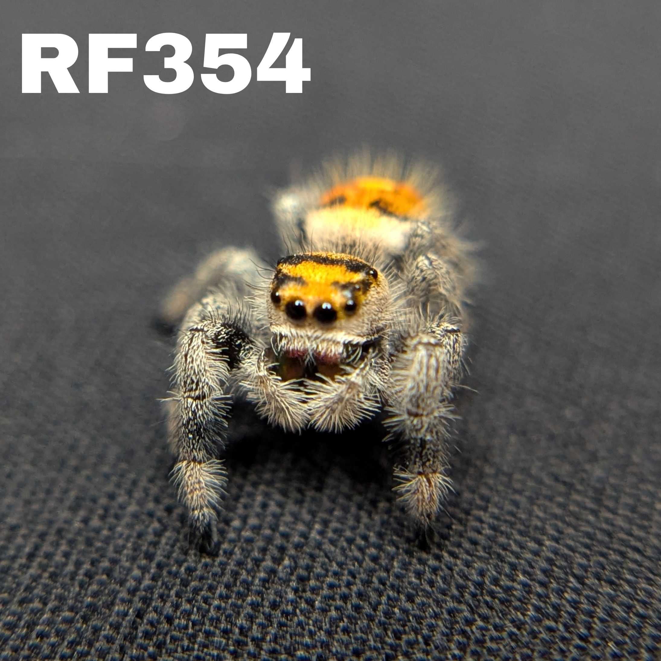 Regal Jumping Spider "Ember"
