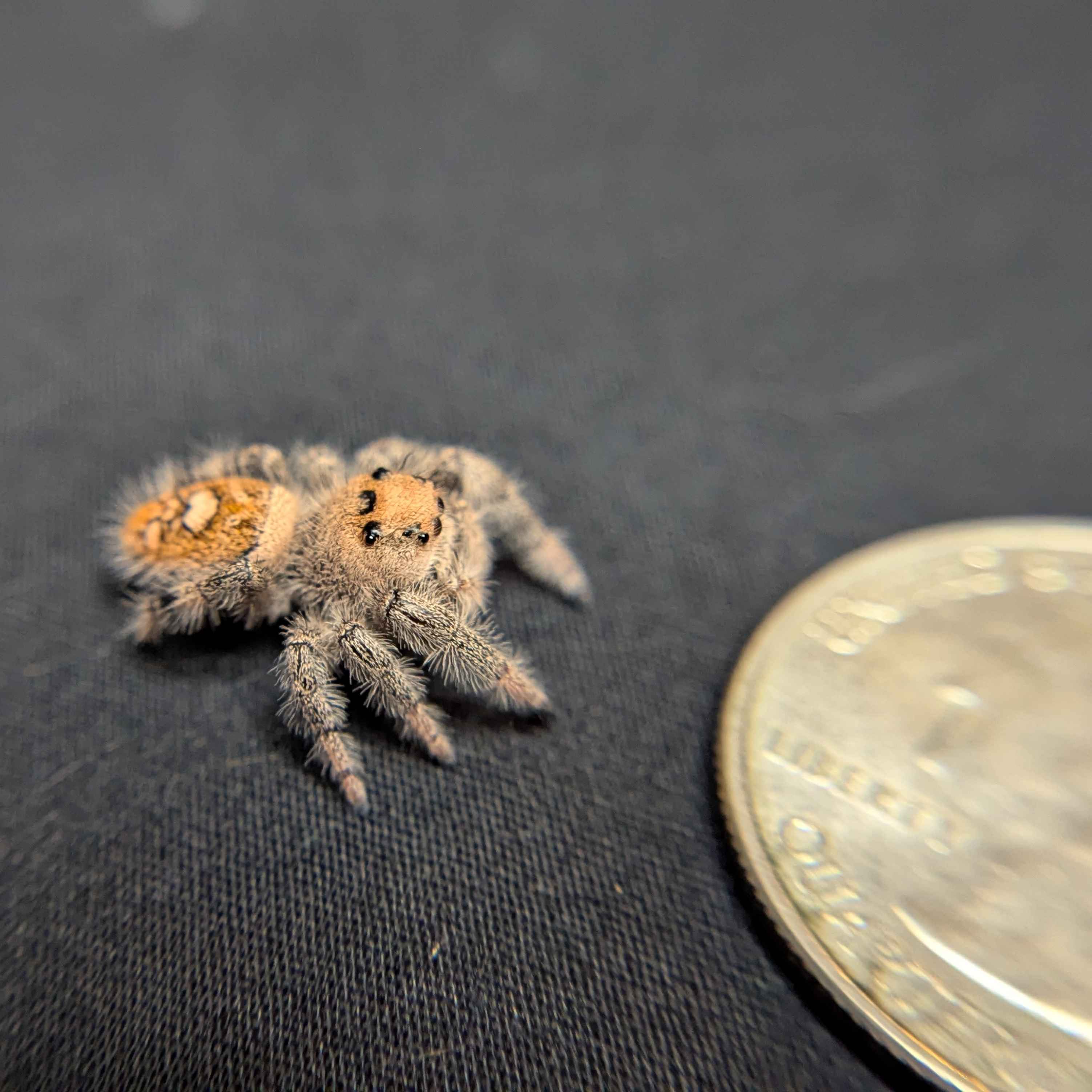 Regal Jumping Spider "Ursula"
