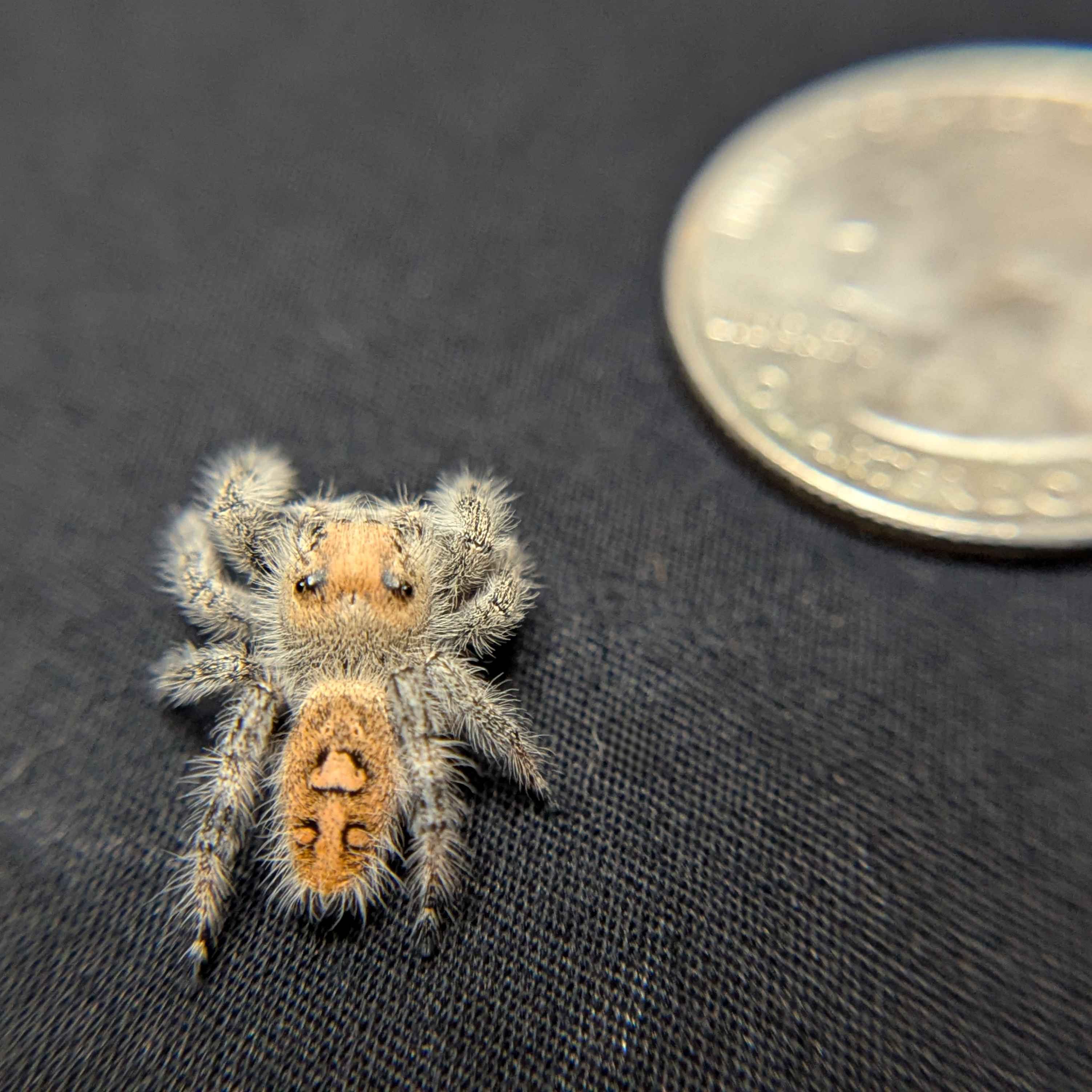Regal Jumping Spider "Waffle"