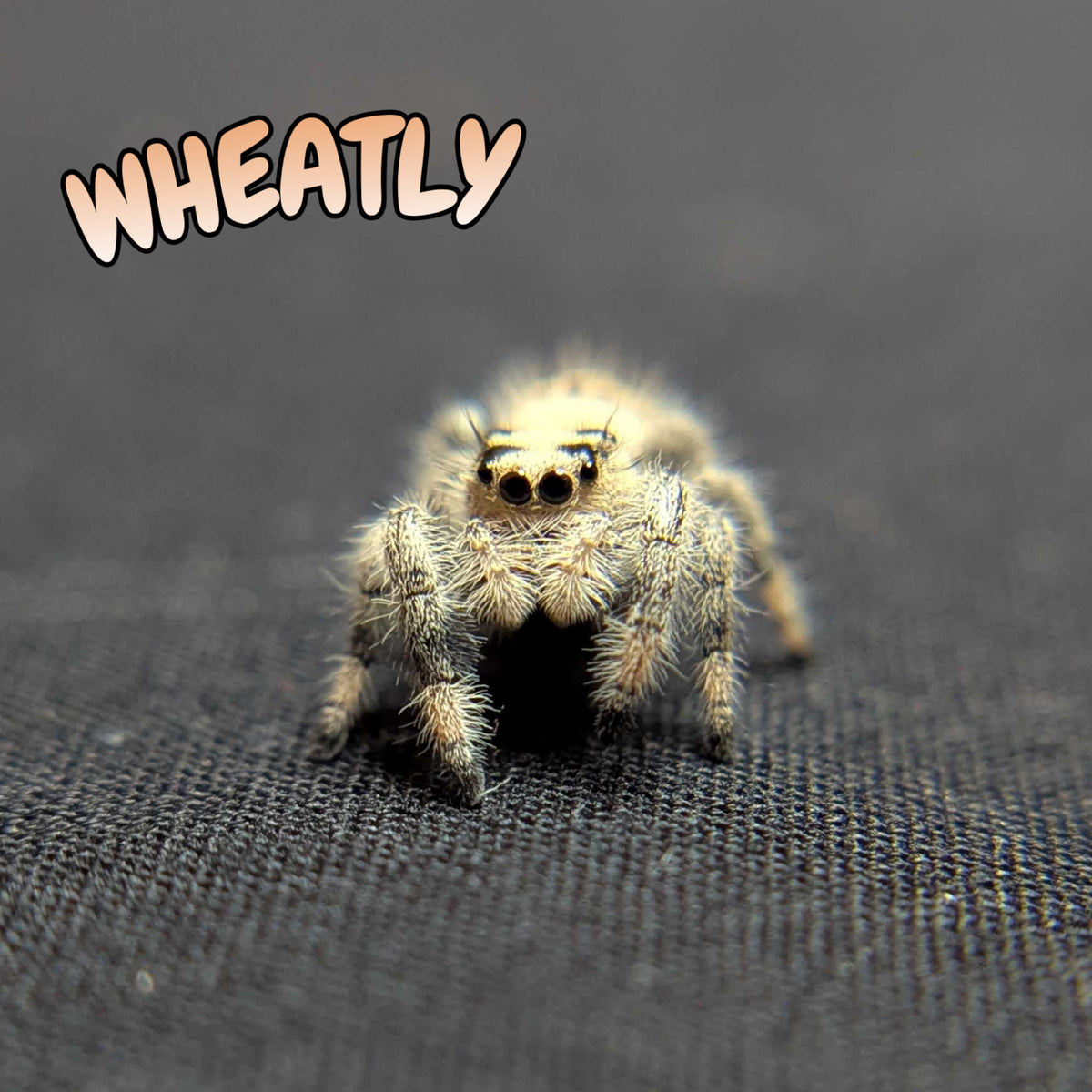 Regal Jumping Spider “Wheatly”