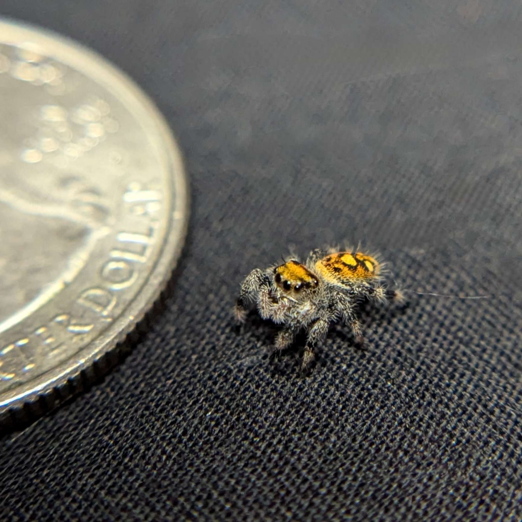 Regal Jumping Spider “Fruity Pebbles”