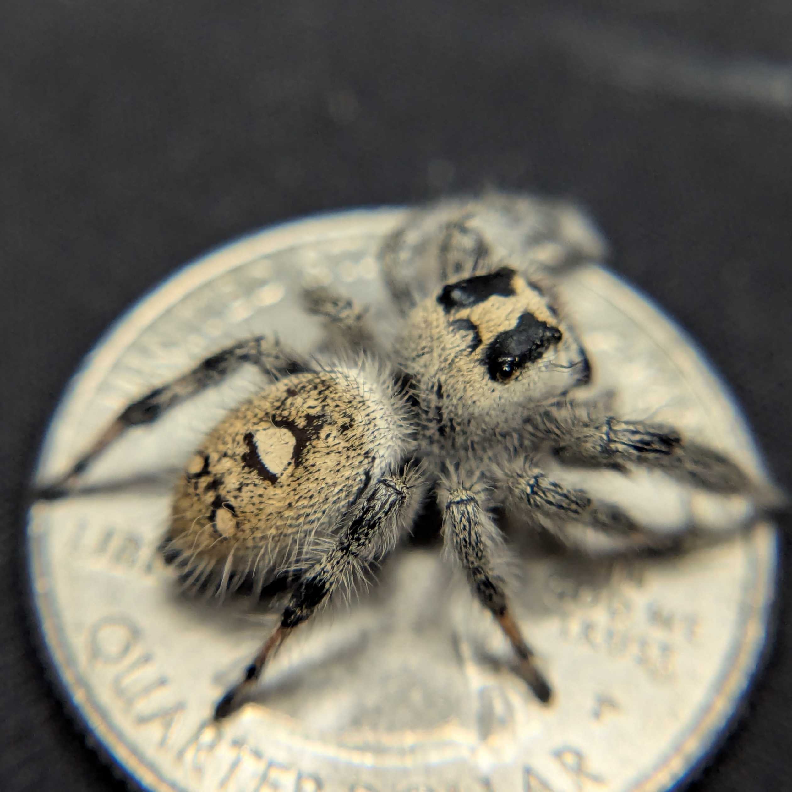 Regal Jumping Spider "Sourdough"