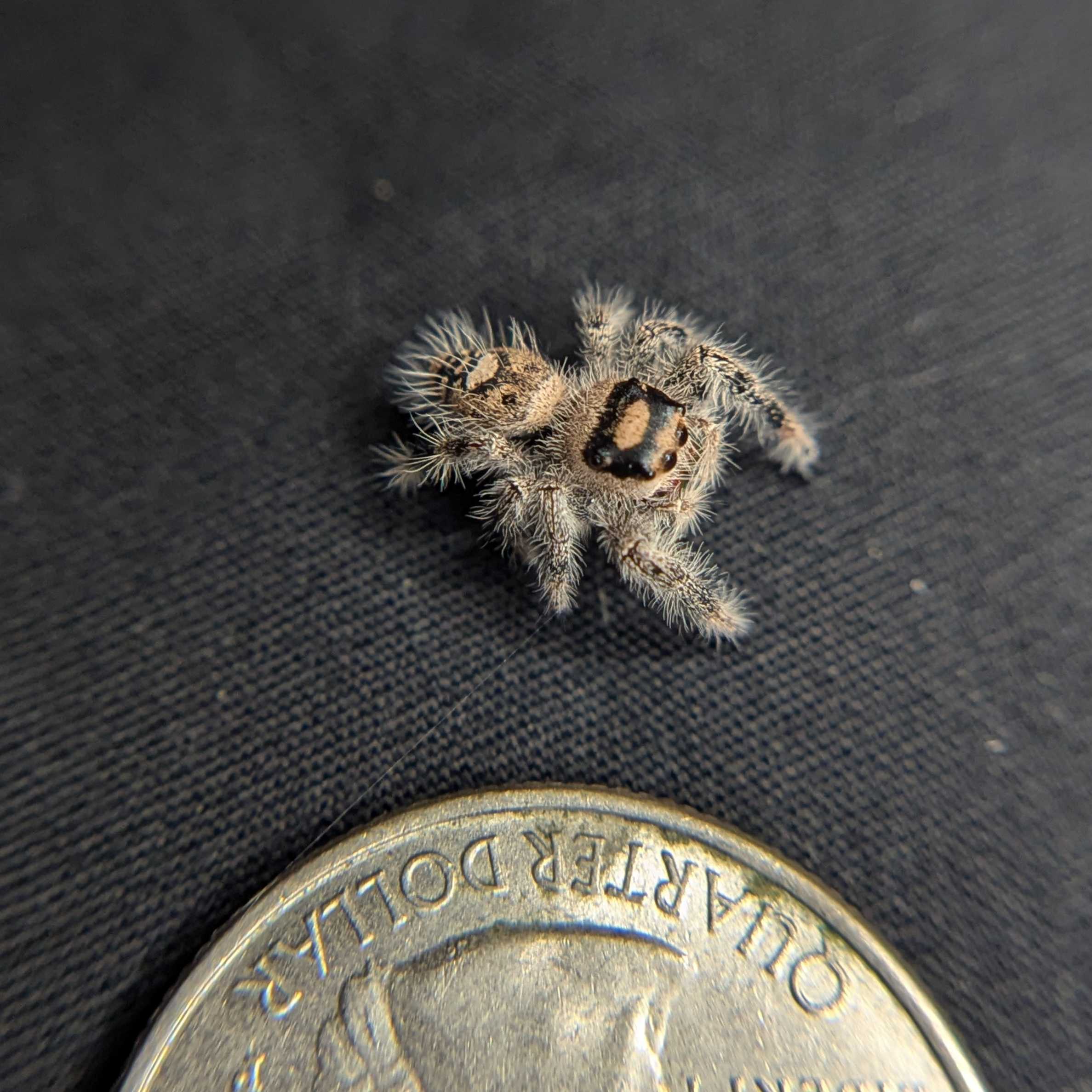 Regal Jumping Spider "Raspberry"