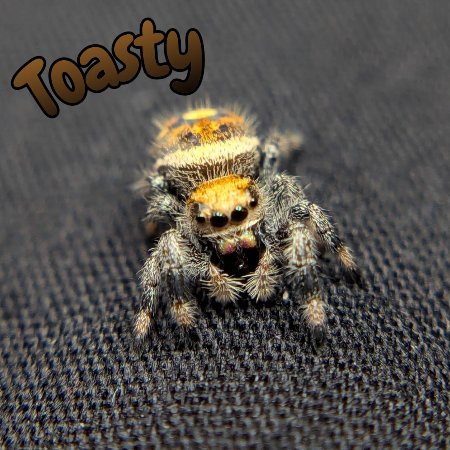 Female Regal Jumping Spider Toasty