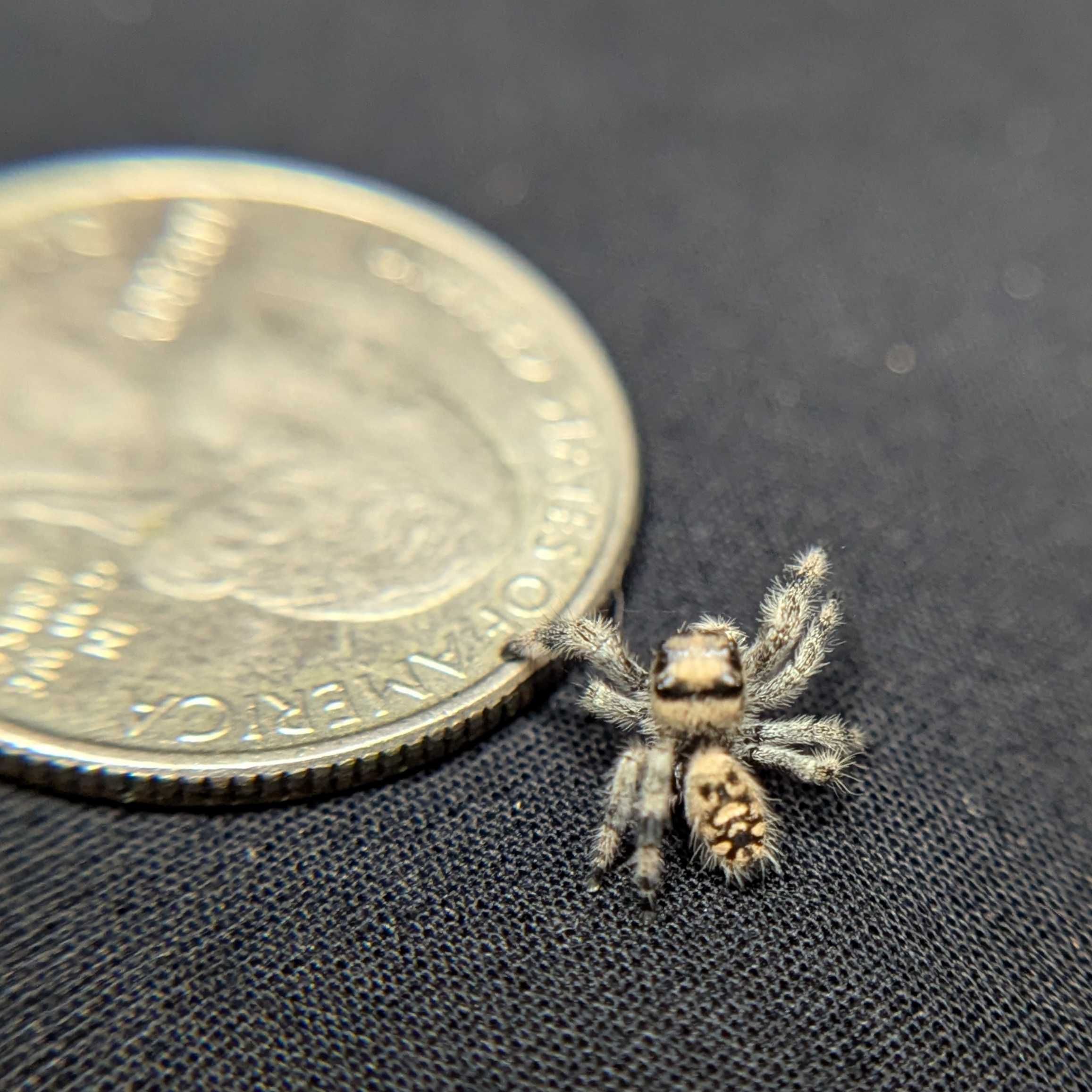 Regal Jumping Spider "Baguette"