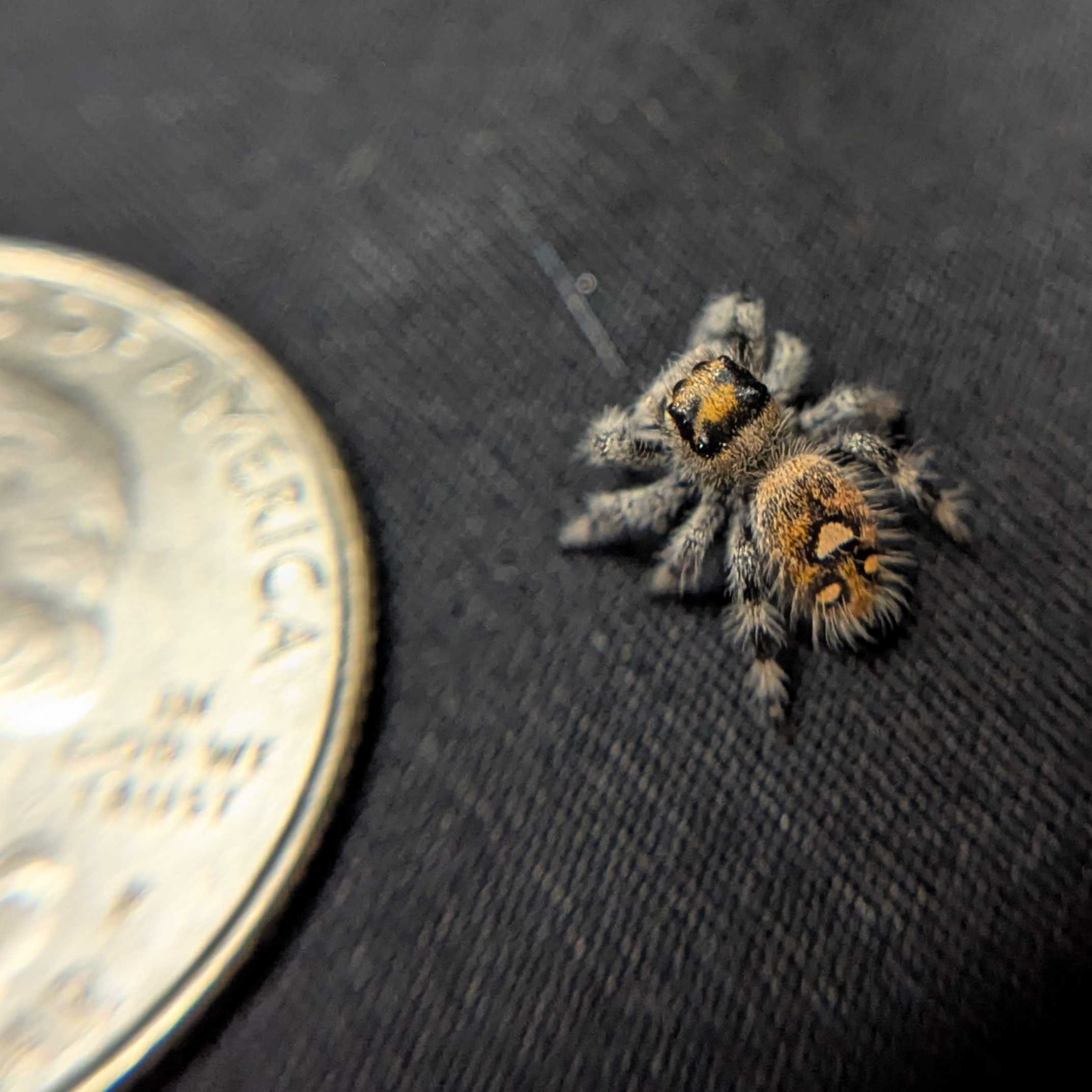 Regal Jumping Spider "Honey"